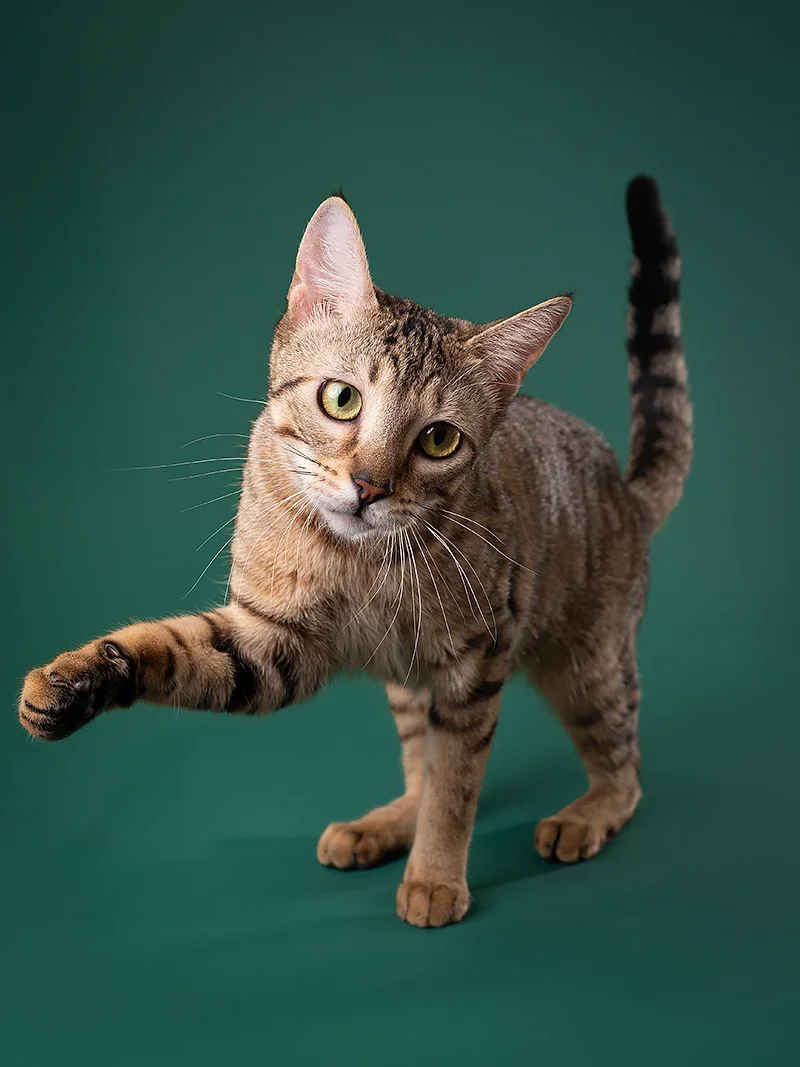 A tabby cat reaching out with its paw against a solid green background.