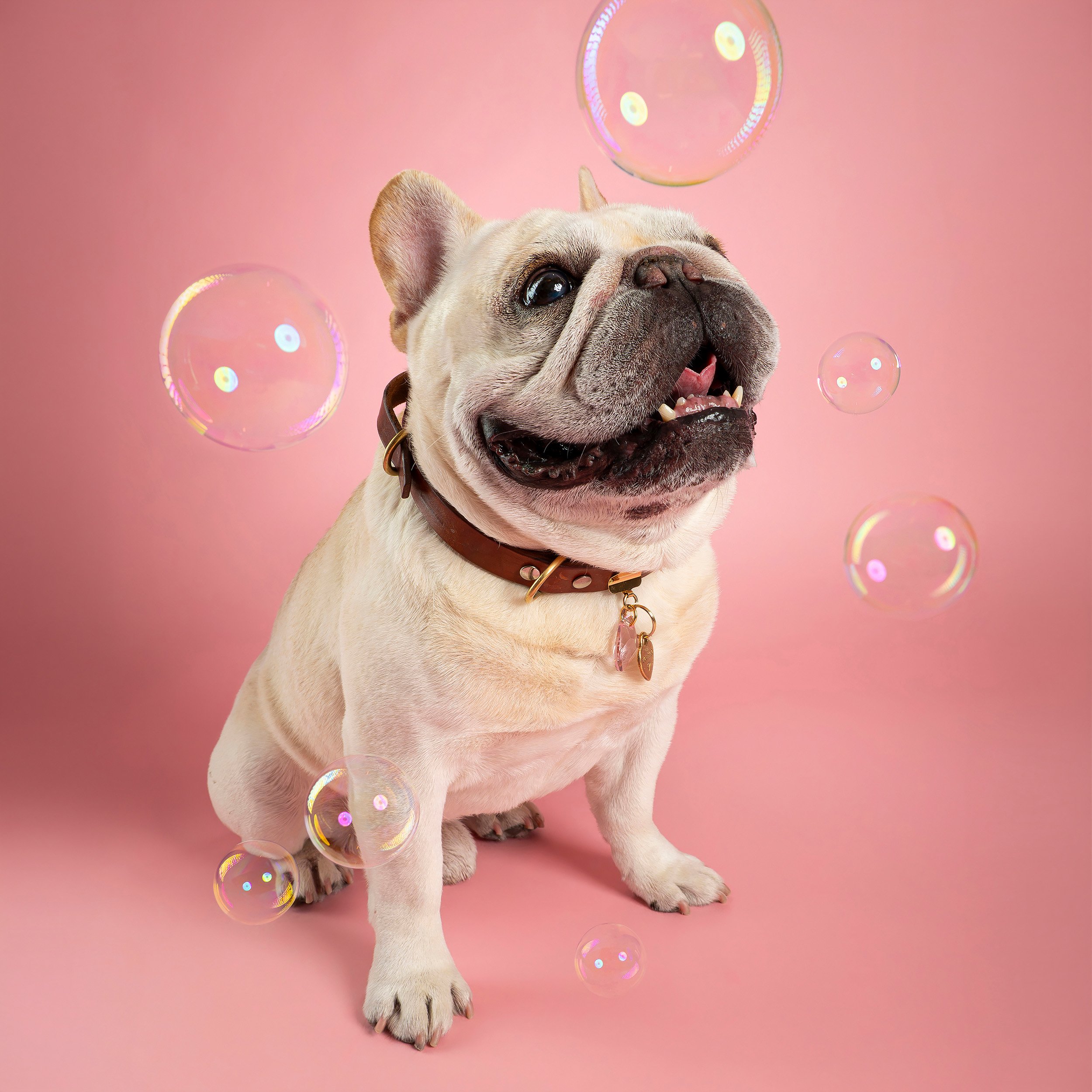 Close-up of a light colour french bulldog playing with bubbles against a pink background.