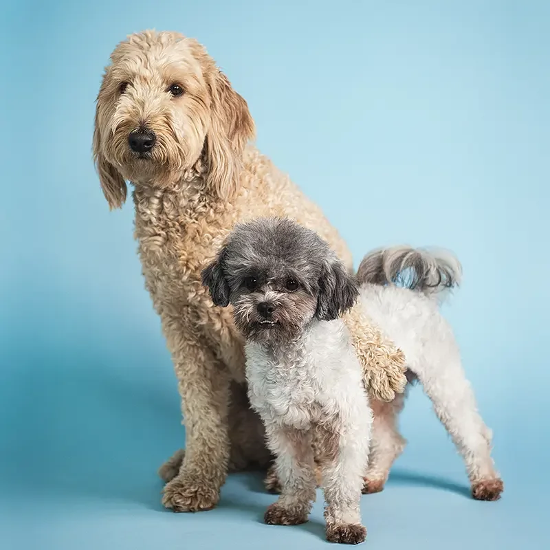 Two small dogs, one tan curly-coated and the other gray and white with a curly tail, against a blue background.