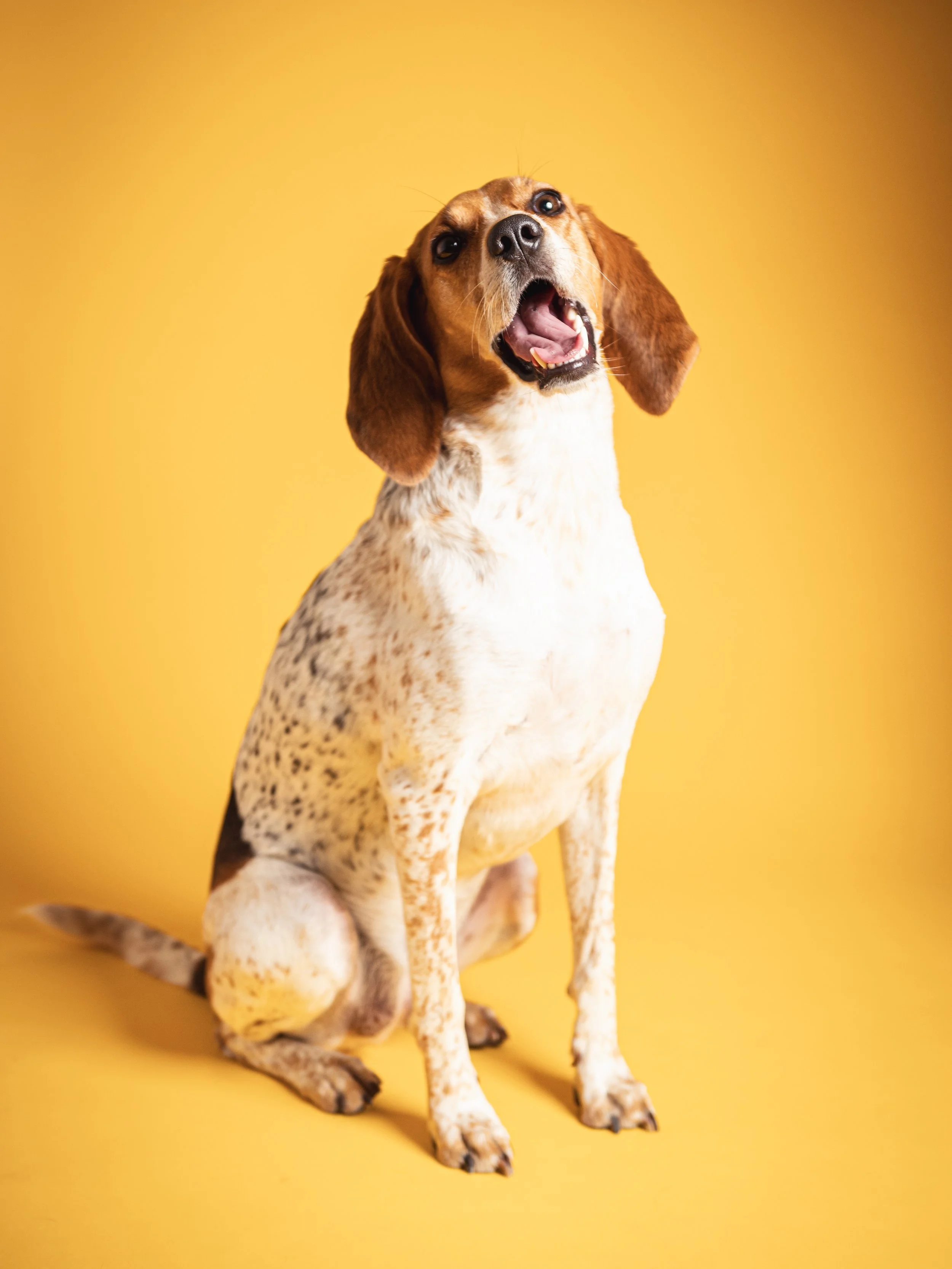zoey-snaps-studio-portrait-beagle-smiling.jpg