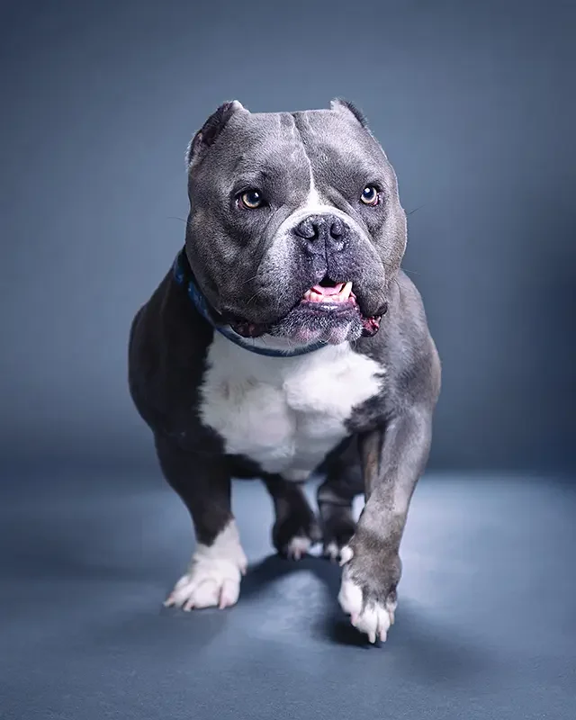zoey-snaps-studio-portrait-american-bully-walking.webp
