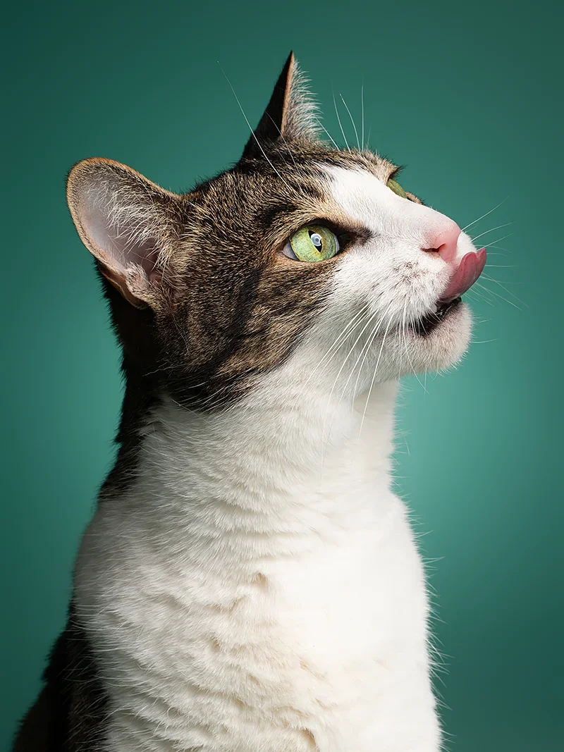 Close-up of a cat licking its nose, with green eyes and a mixed white and tabby fur pattern, set against a teal background.