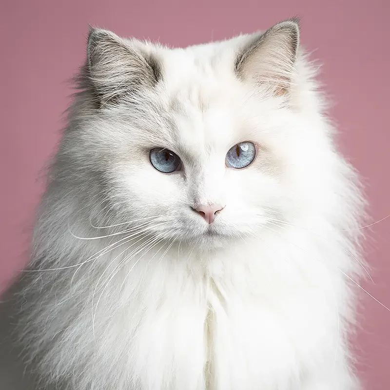 Close-up of a white fluffy cat with piercing blue eyes against a pink background.