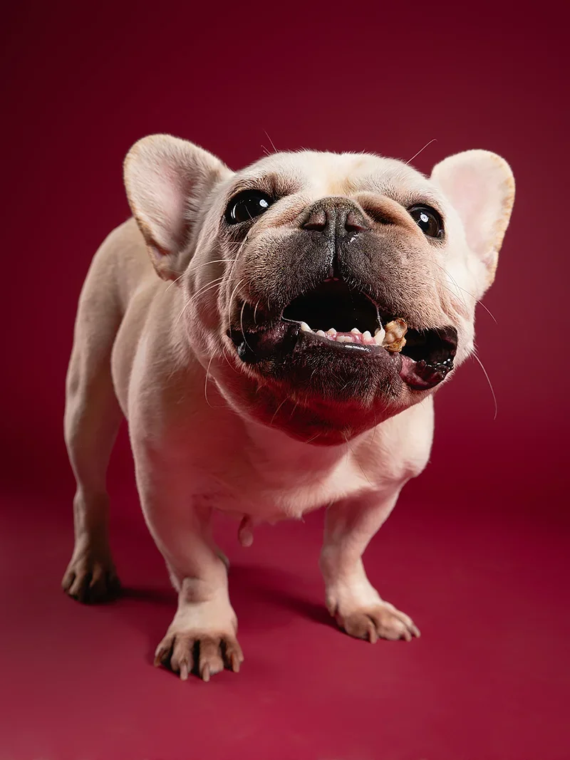 A French Bulldog with large ears and a short snout standing on a maroon background, chewed treat in its mouth, looking up at the camera.