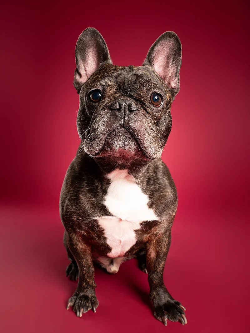 A French Bulldog puppy sitting on a red background.