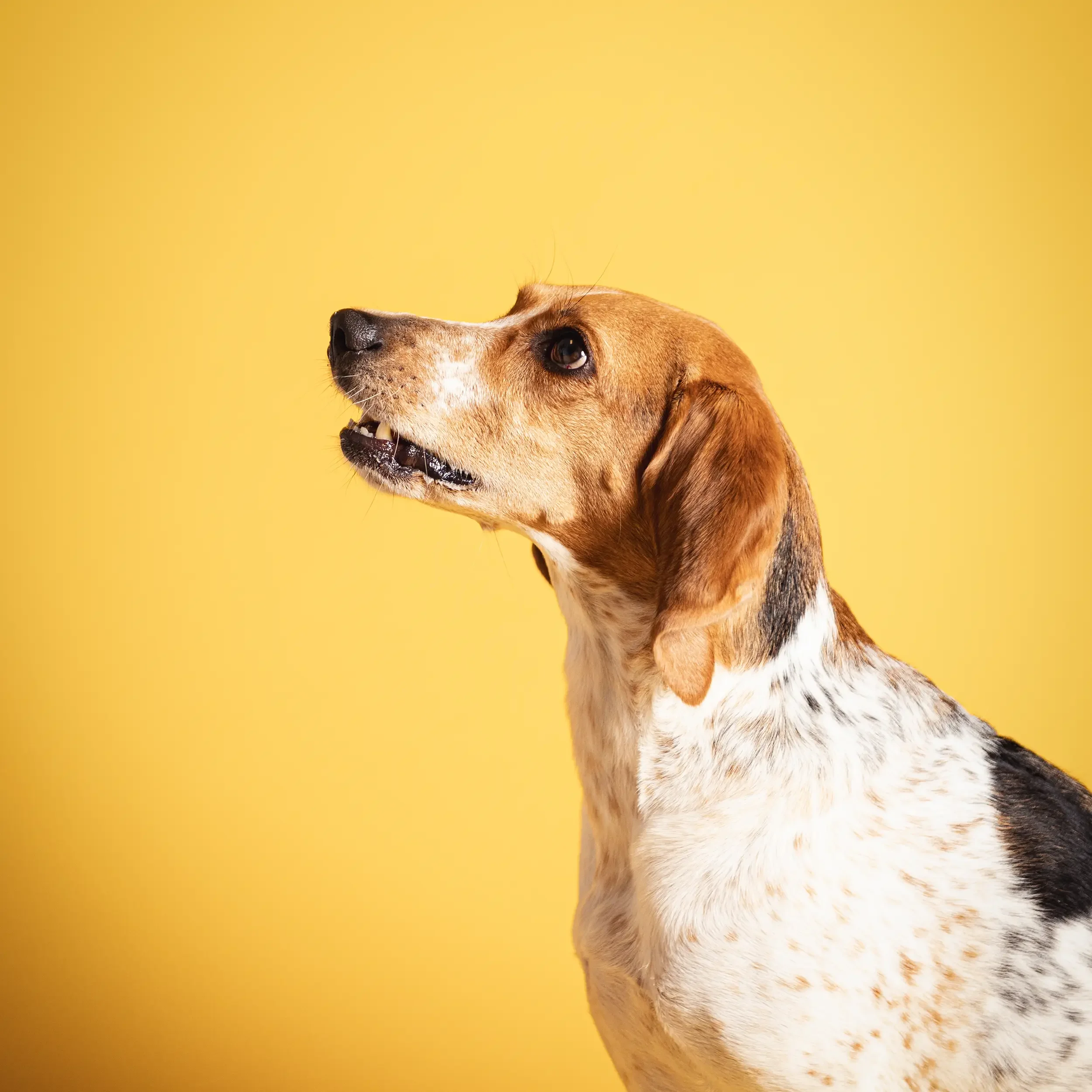 Profile of a dog with brown, white, and black fur against a yellow background.