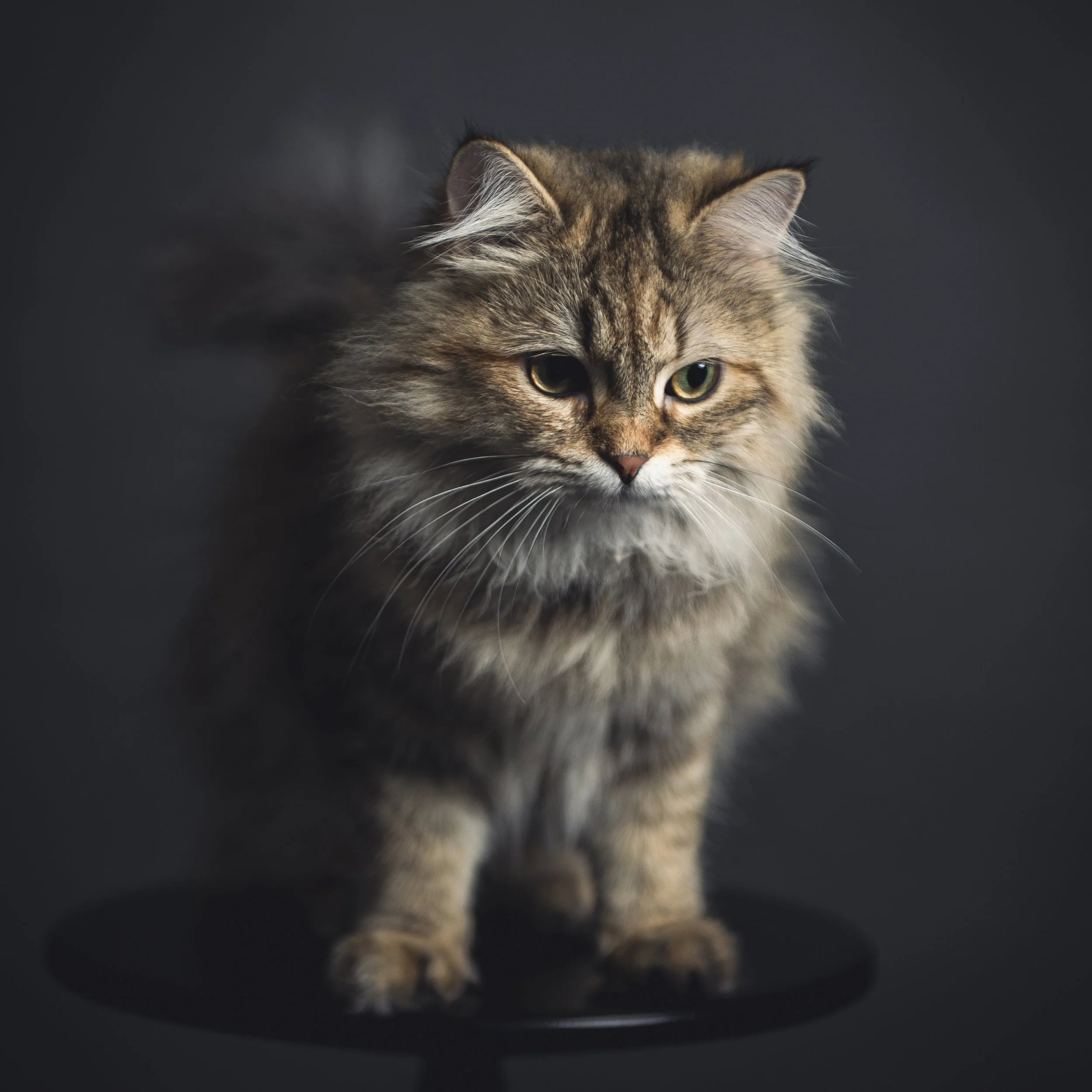 A long-haired domestic cat with a mix of brown, black, and gray fur, standing on a black stool against a dark background, looking at the camera.