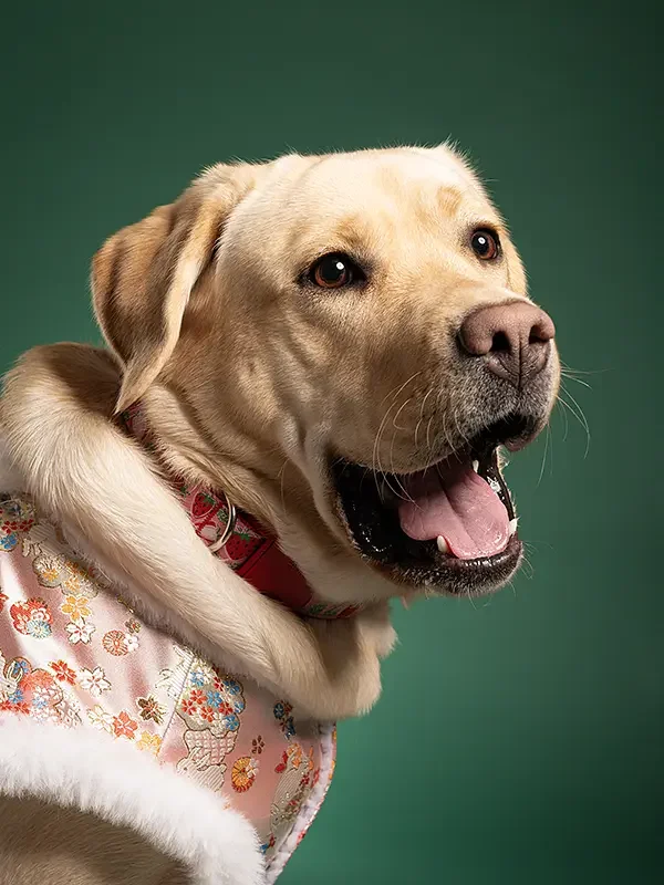zoey-snaps-studio-portrait-yellow-lab-smiling.webp