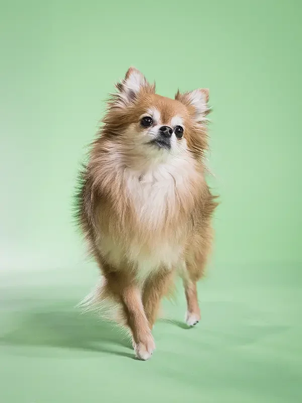 zoey-snaps-studio-portrait-chihuahua-walking.webp