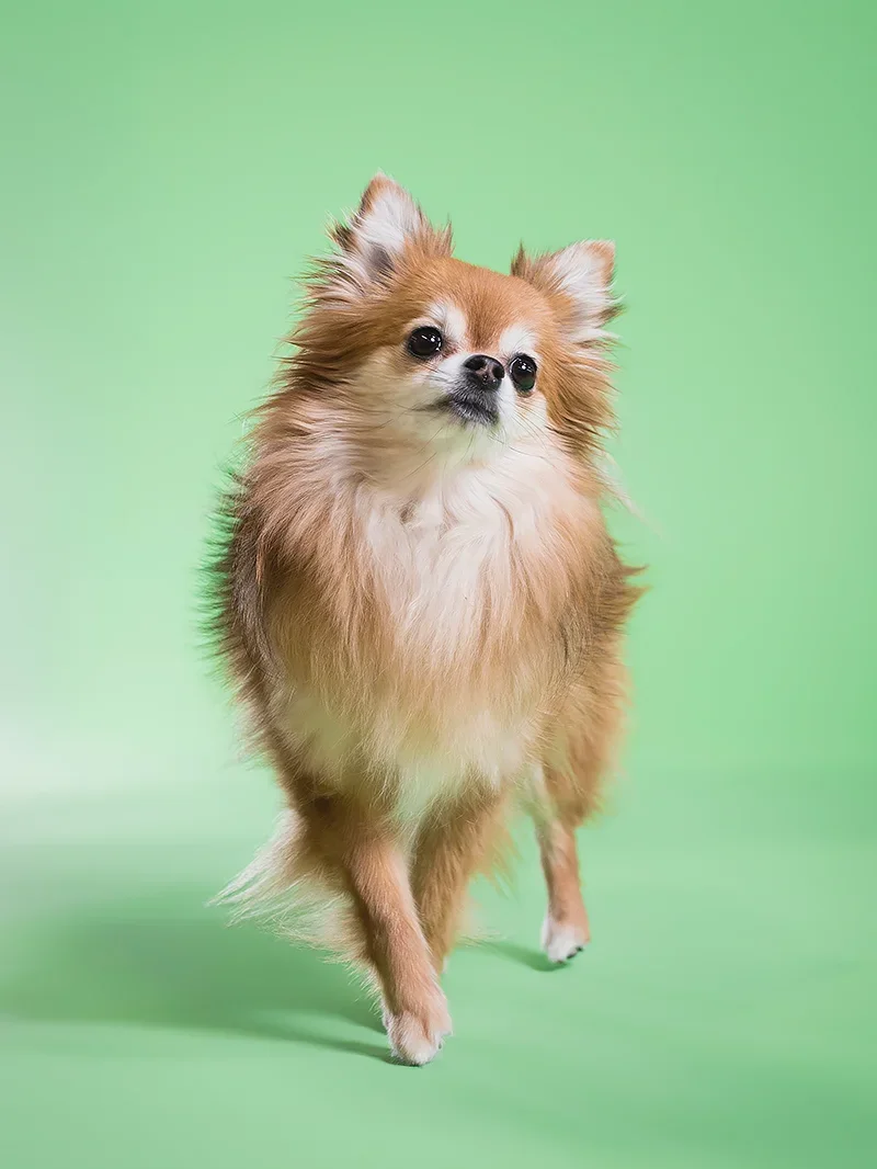 A small, fluffy Pomeranian dog with a tan and white coat standing on a light green background.