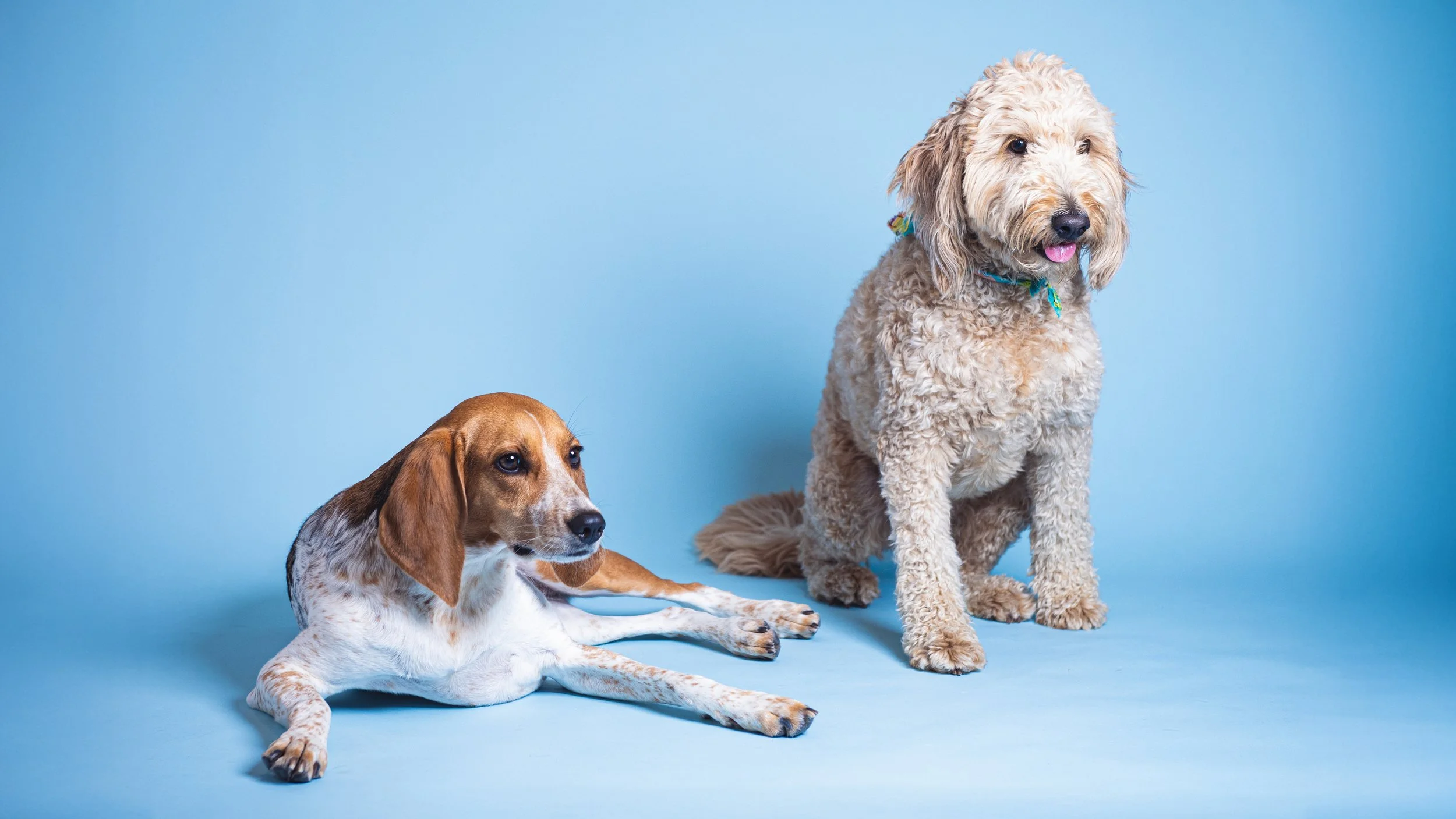Two dogs, one lying down and one sitting, against a solid light blue background.