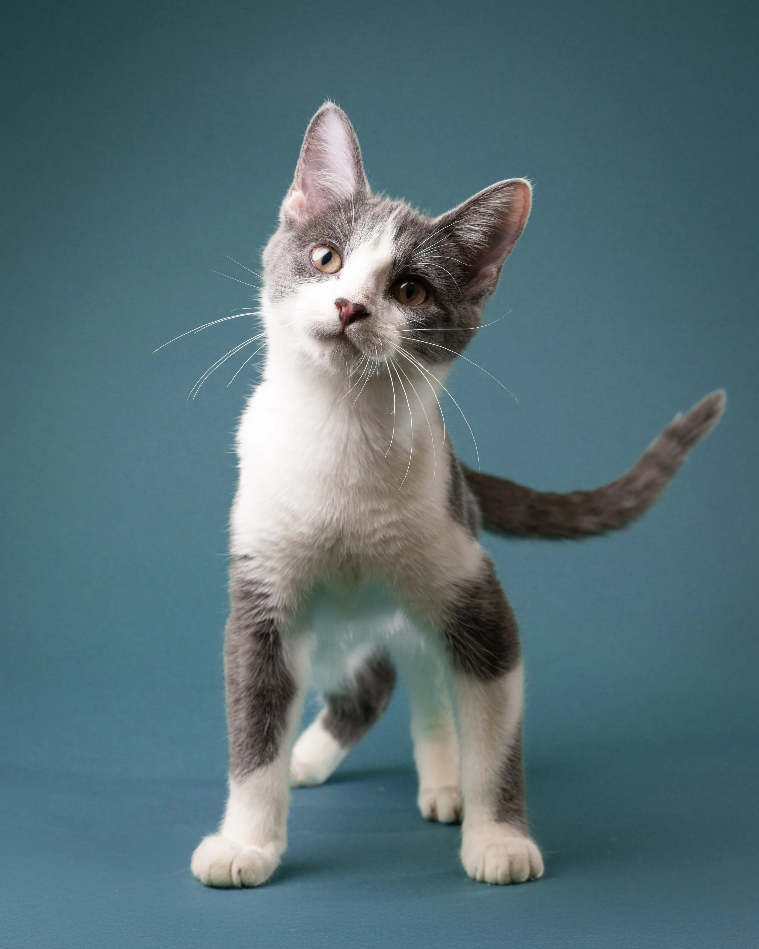 zoey-snaps-studio-portrait-cat-tilting-head.jpg