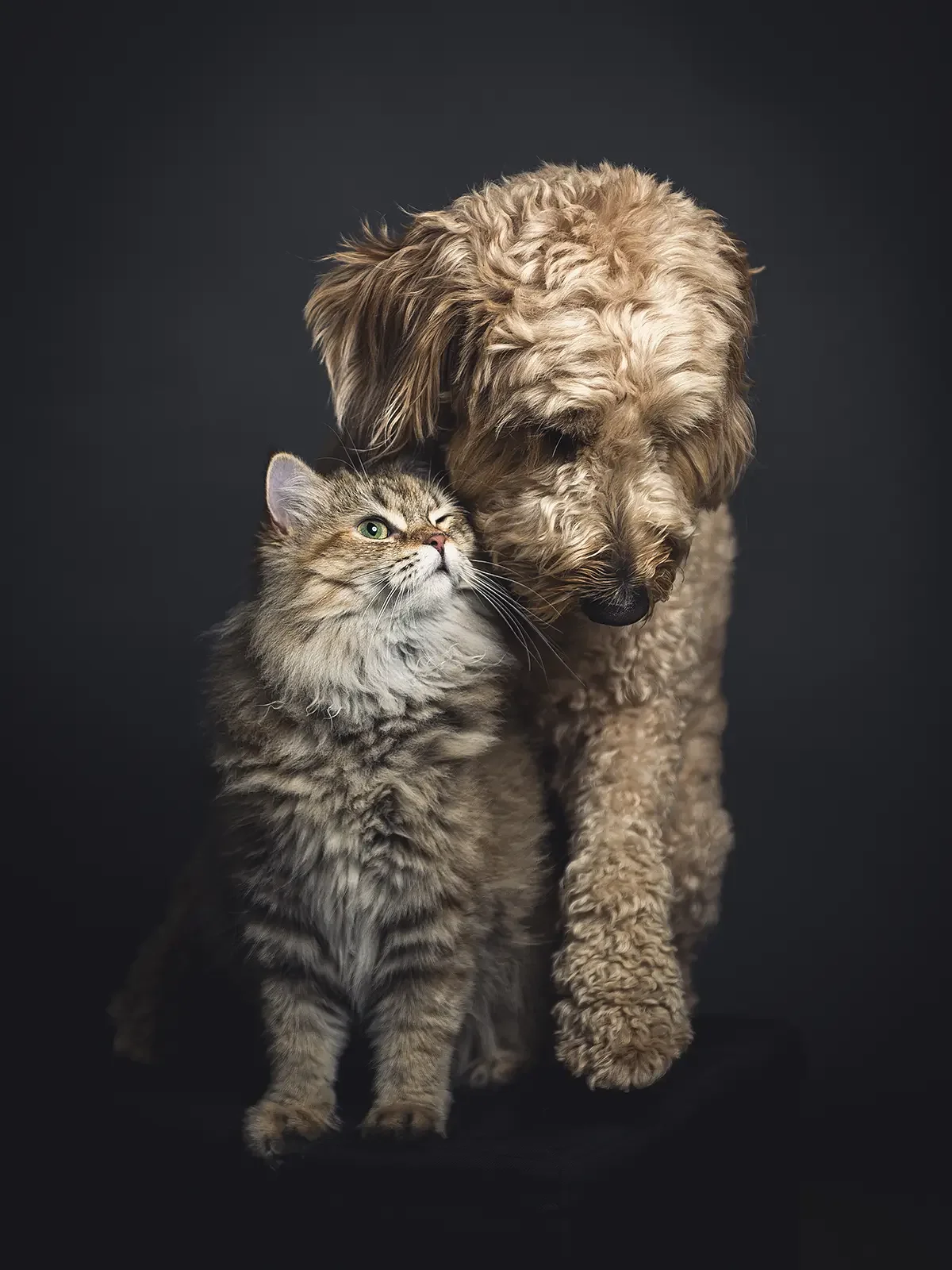 zoey-snaps-studio-portrait-dog-and-cat-hugging large.webp