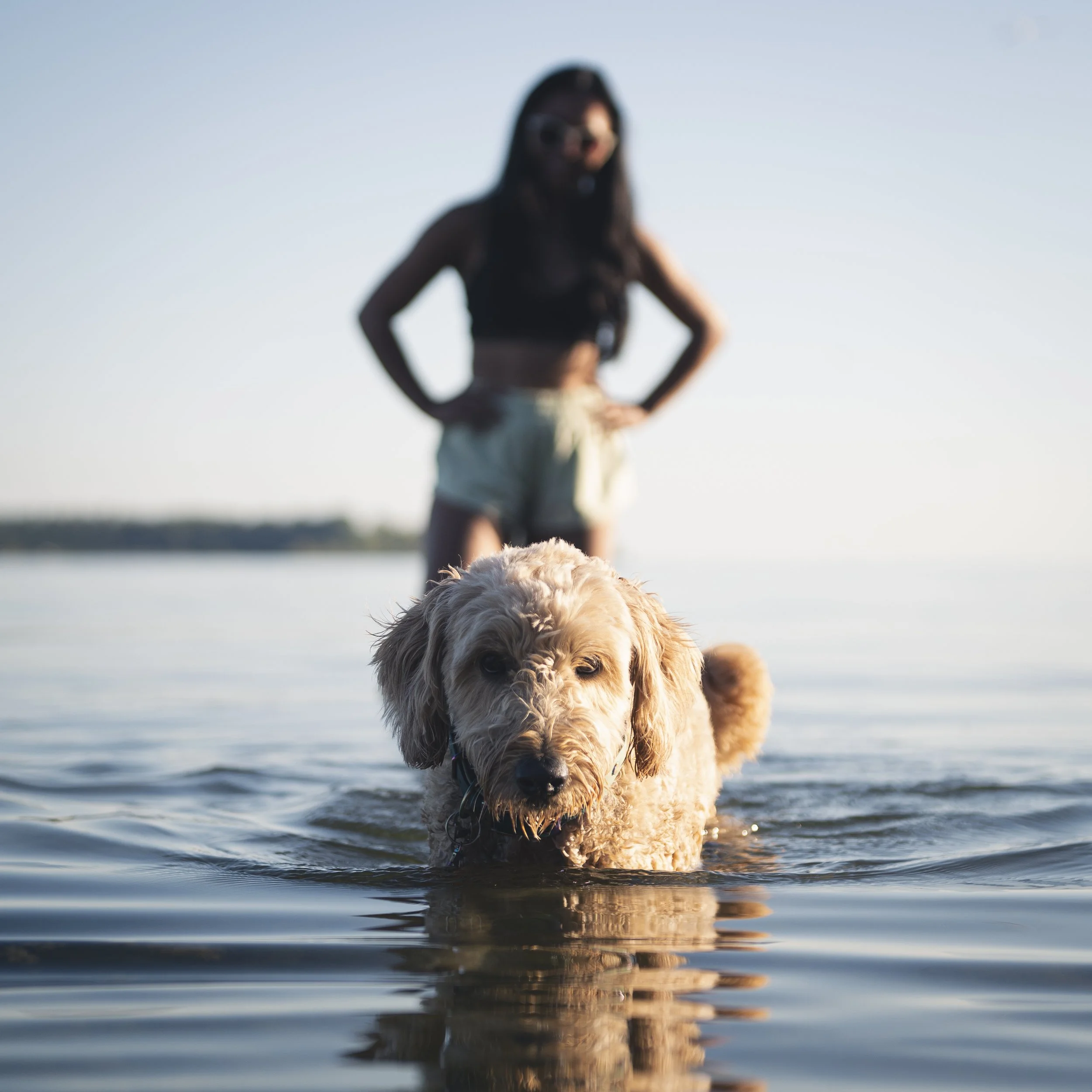 A goldendoodle dog wading in water with a woman standing behind on a sunny day at the beach.