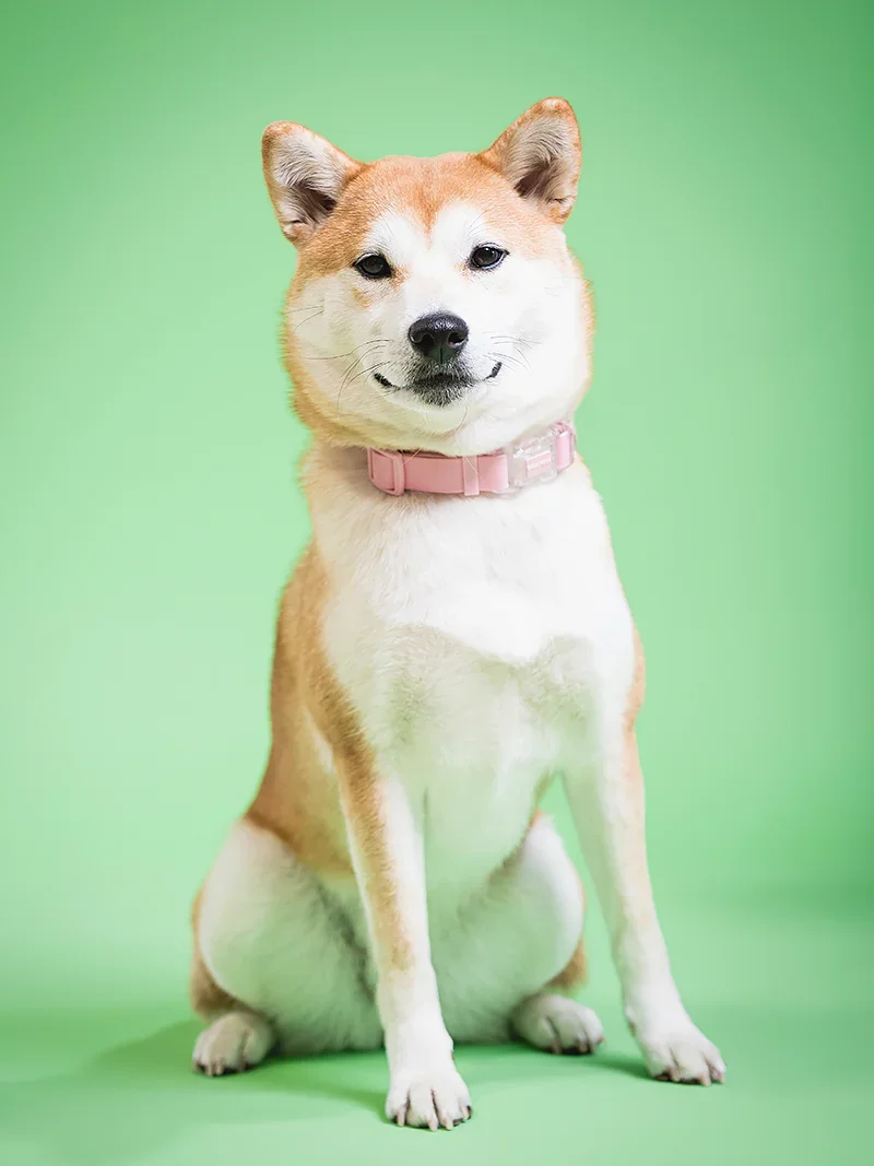 A Shiba Inu dog with a pink collar sitting against a green background.