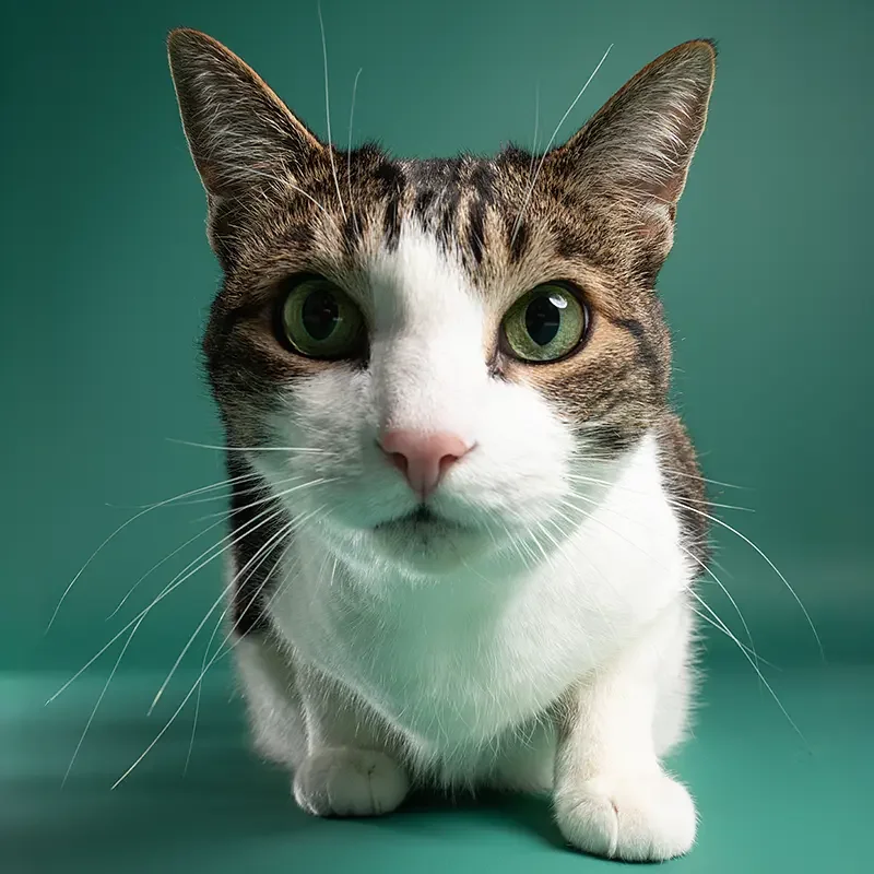 Studio portrait of a curious tabby and white cat with green eyes on a teal background
