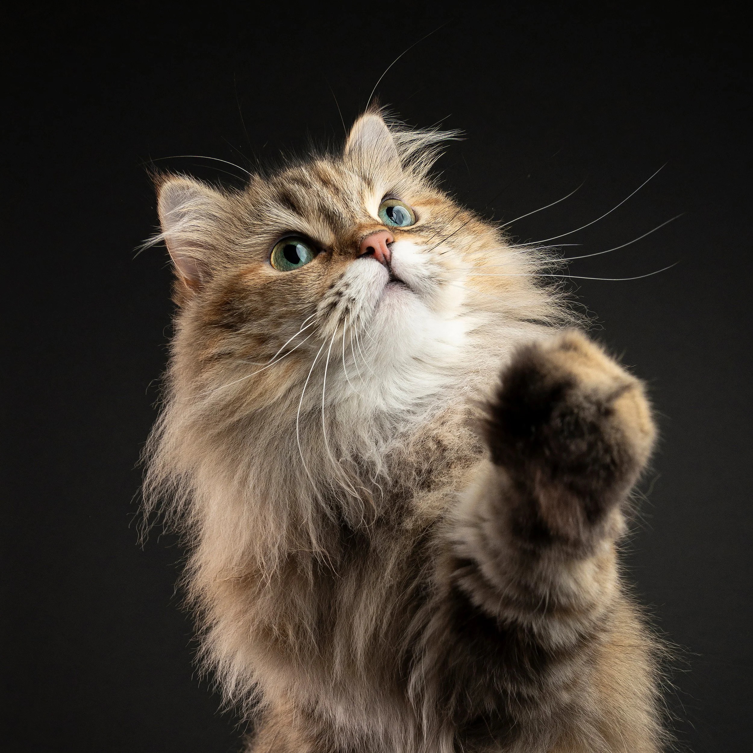 Close-up portrait of a long hair cat playing, against a dark background.