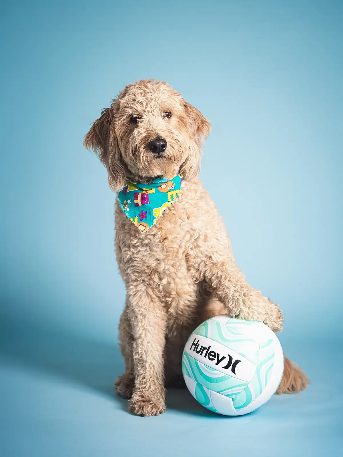 A golden doodle with a blue bandana featuring colorful patterns, sitting next to a white and teal Hurley volleyball against a light blue background.