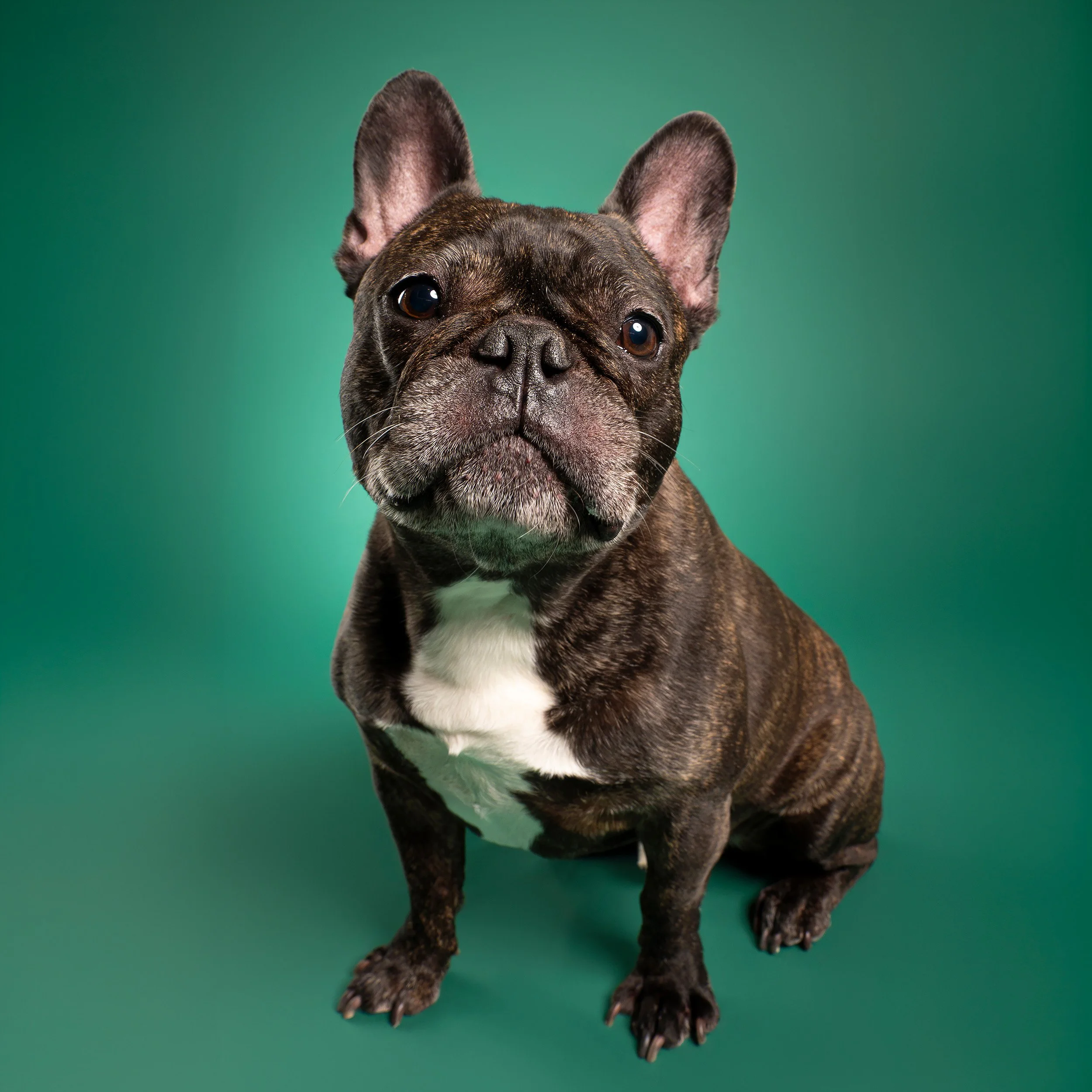 Studio portrait of a curious french bulldog on a forest green background