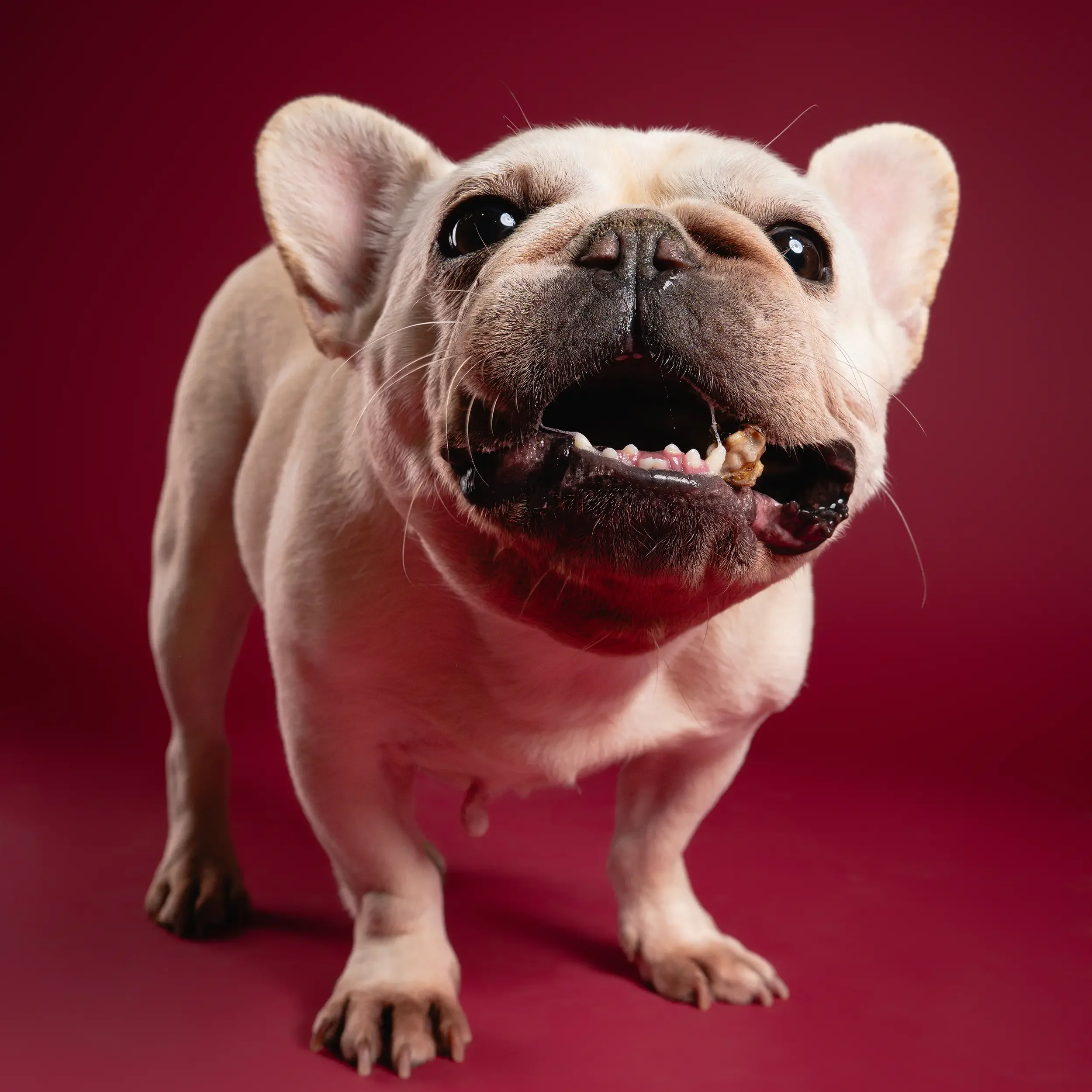 Close-up studio portrait of a smiling cream French Bulldog on a red background