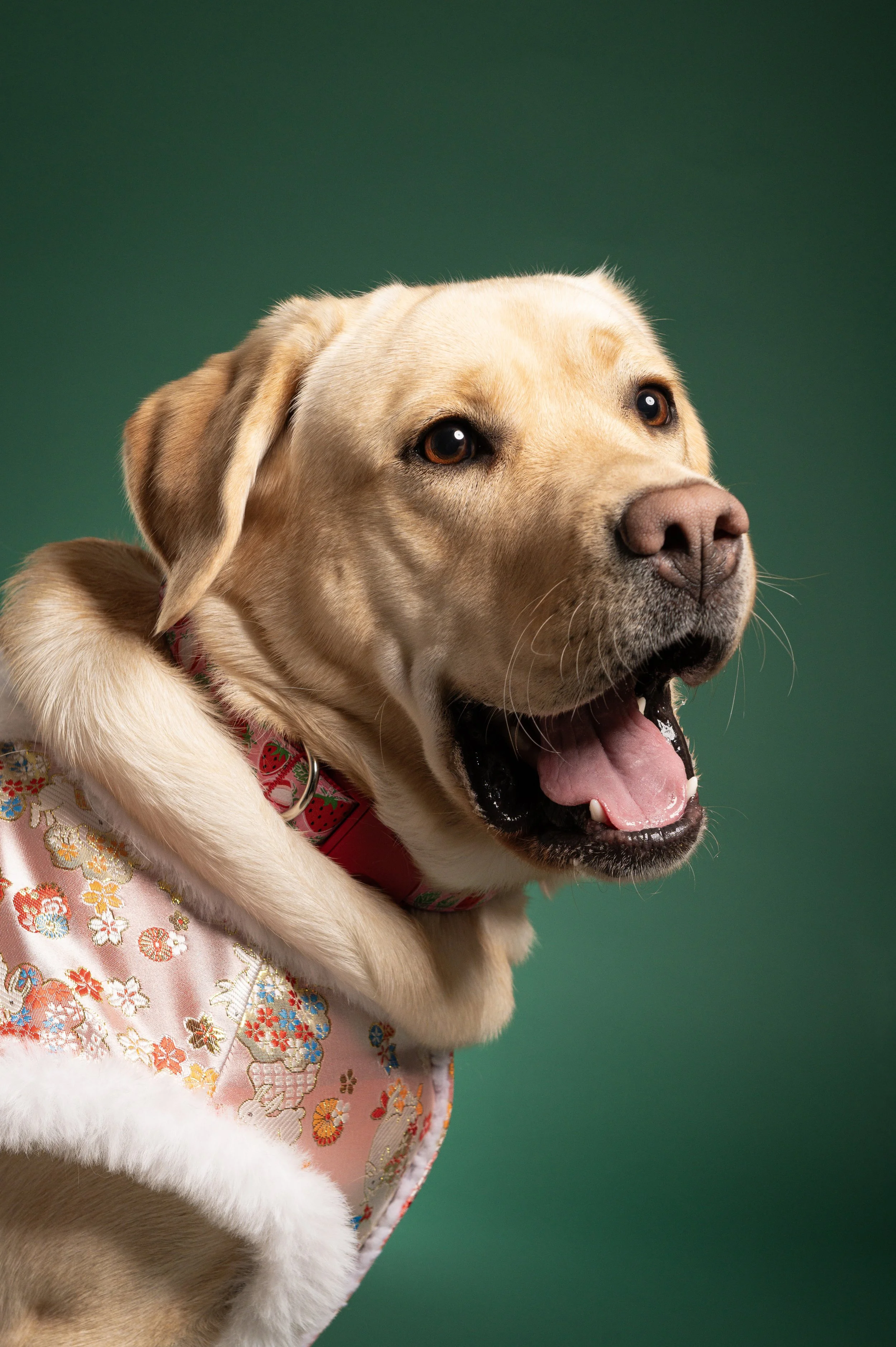 zoey-snaps-studio-portrait-yellow-lab-smiling.jpg