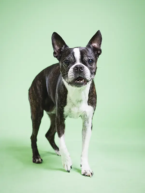 zoey-snaps-studio-portrait-boston-terrier.webp