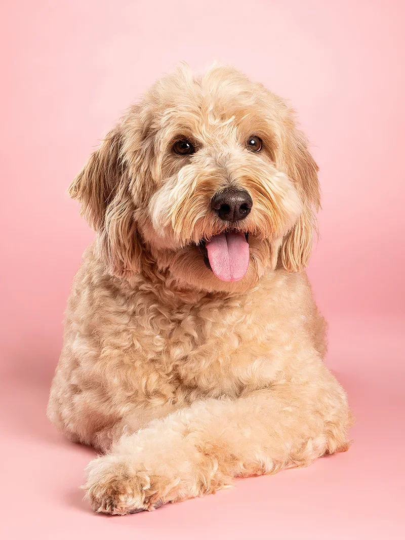 A cute, fluffy, light-colored dog with curly fur, lying down on a pink background with its tongue out.