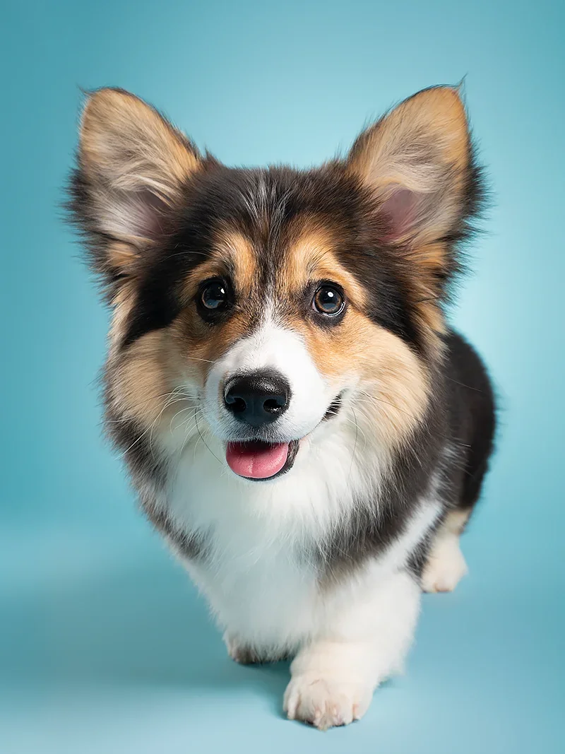 A happy tricolored Pembroke Welsh Corgi puppy walking towards the camera on a light blue background.