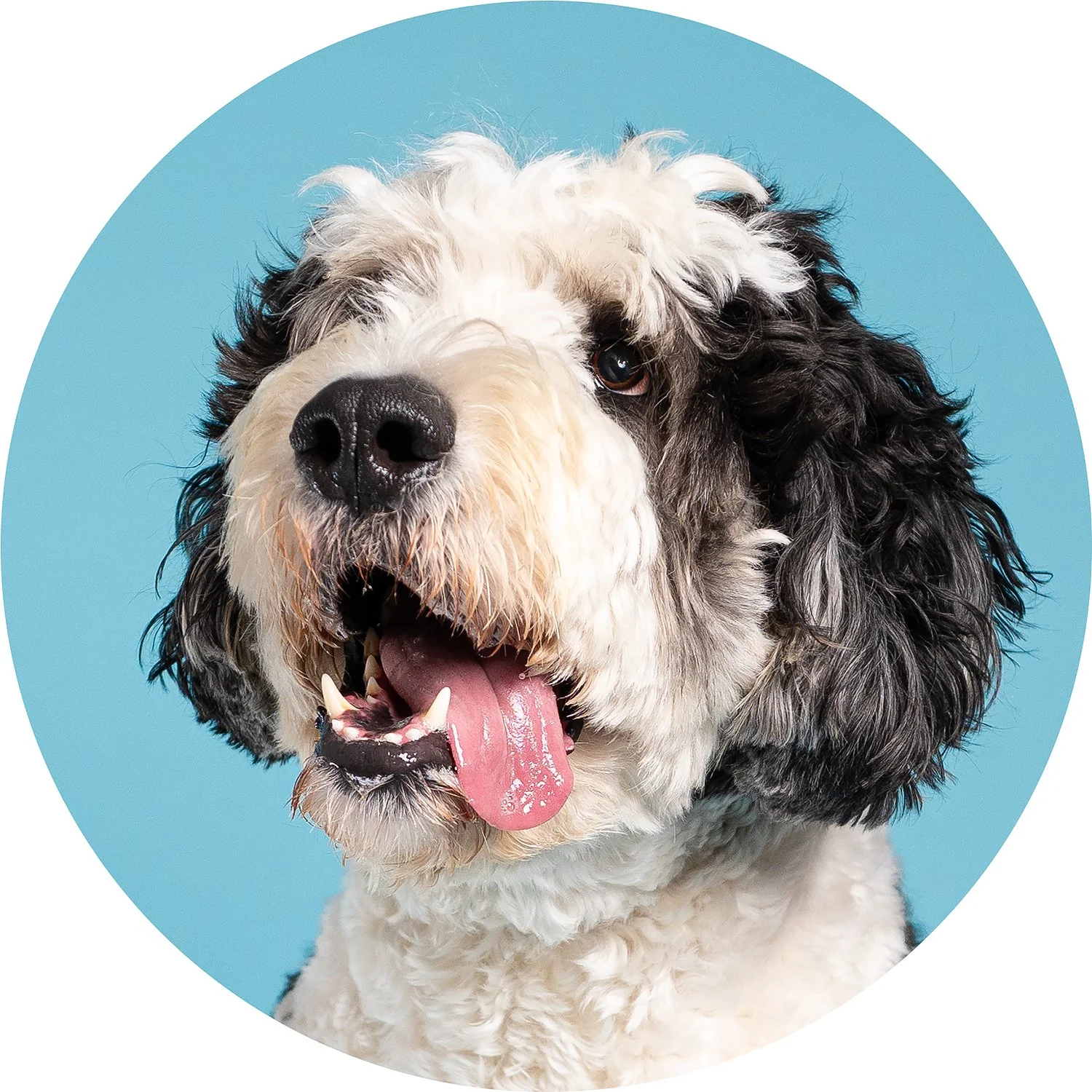 A happy black and white curly-coated dog with its mouth open, tongue out, and one eye visible, against a light blue background.