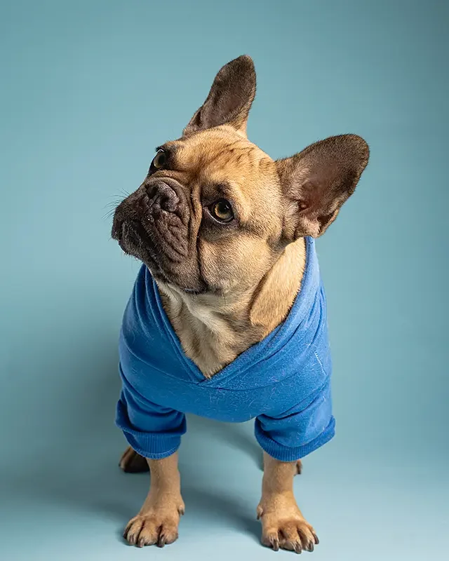 zoey-snaps-studio-portrait-frenchie-tilting-head-wearing-sweater.webp