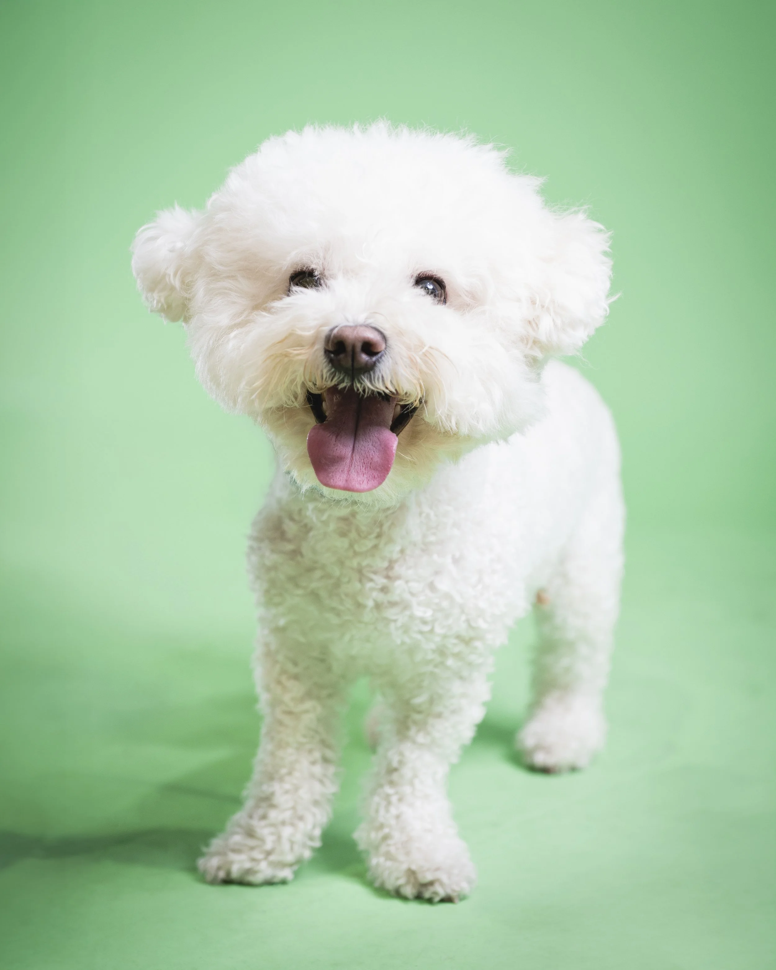 zoey-snaps-studio-portrait-happy-bichon-frise.jpg