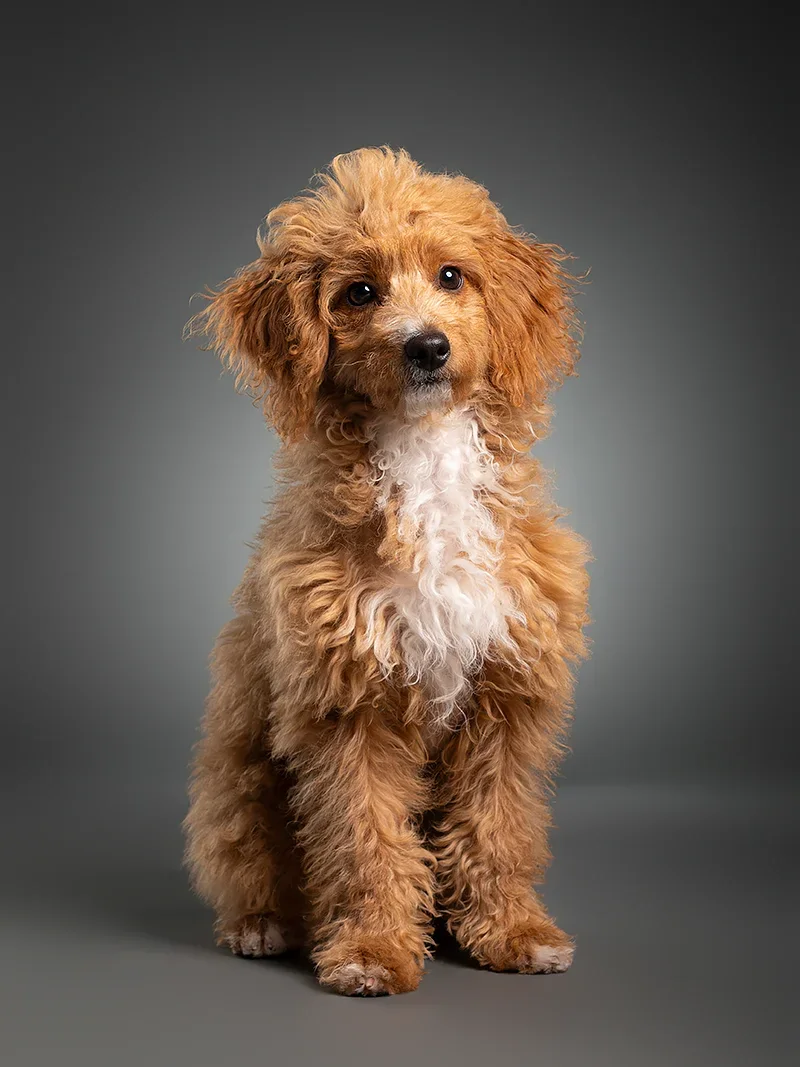 A cute brown curly-haired puppy sitting on a gray background, looking at the camera.