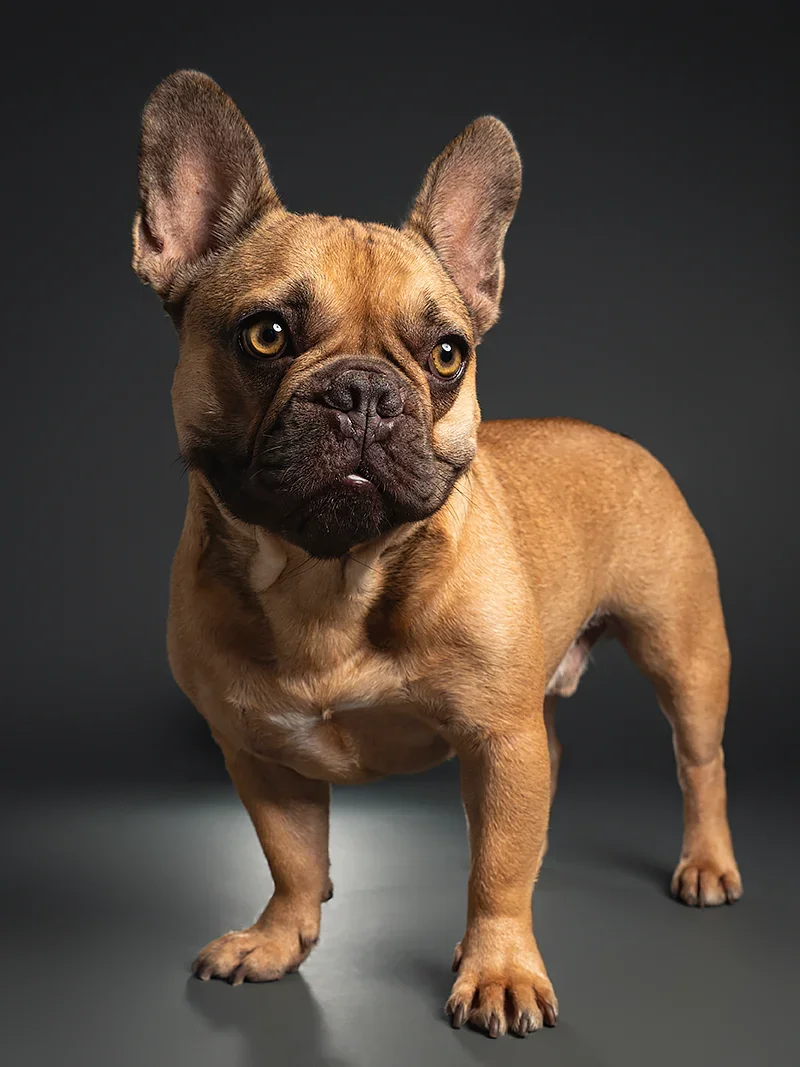A cute French Bulldog with a fawn-colored coat and large ears, standing on a dark background.