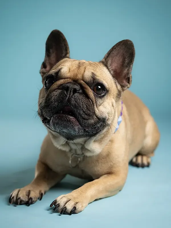 zoey-snaps-studio-portrait-frenchie-laying-down.webp