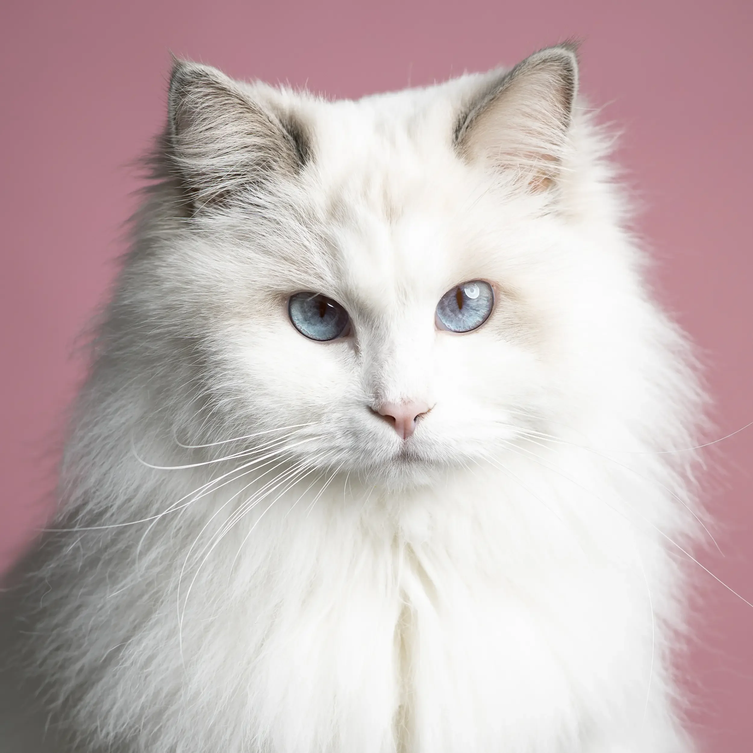 Close-up of a white long-haired cat with blue eyes against a pink background.