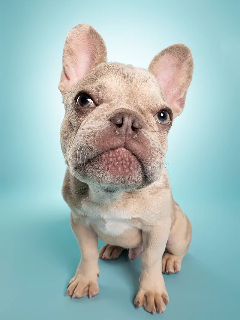 A cute French Bulldog puppy sitting on a light blue background, looking directly at the camera with one eye slightly squinted.