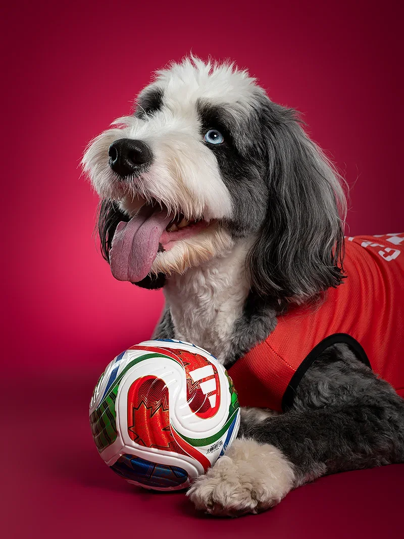 A cute dog with blue eyes and black and white fur, wearing a red sports jersey, sitting with a colorful soccer ball on a pink background.