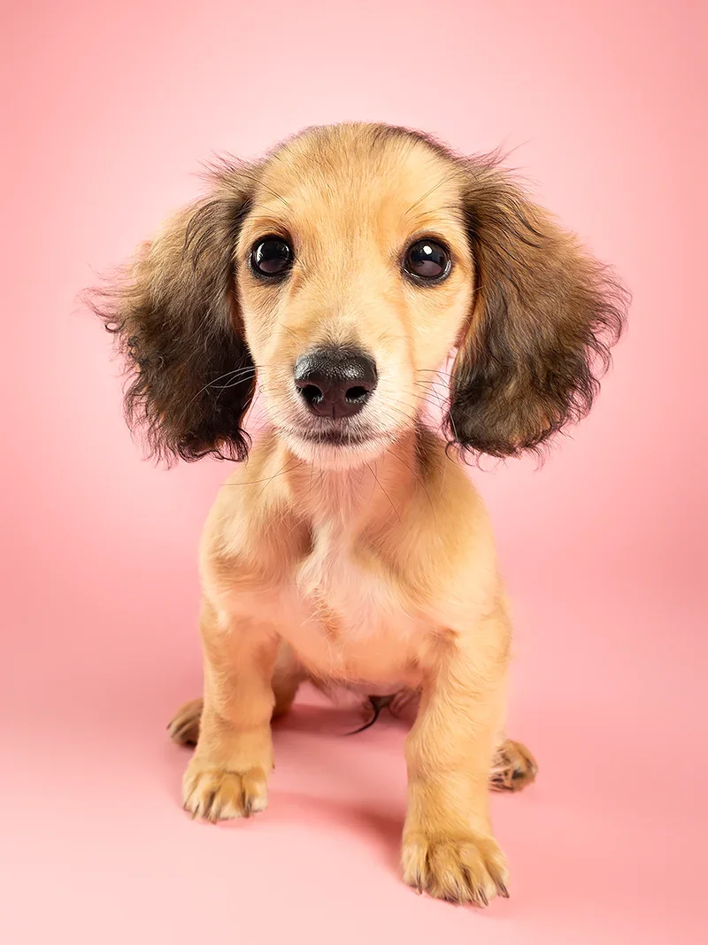A cute adorable tan and brown dachshund puppy sitting on a pink background.