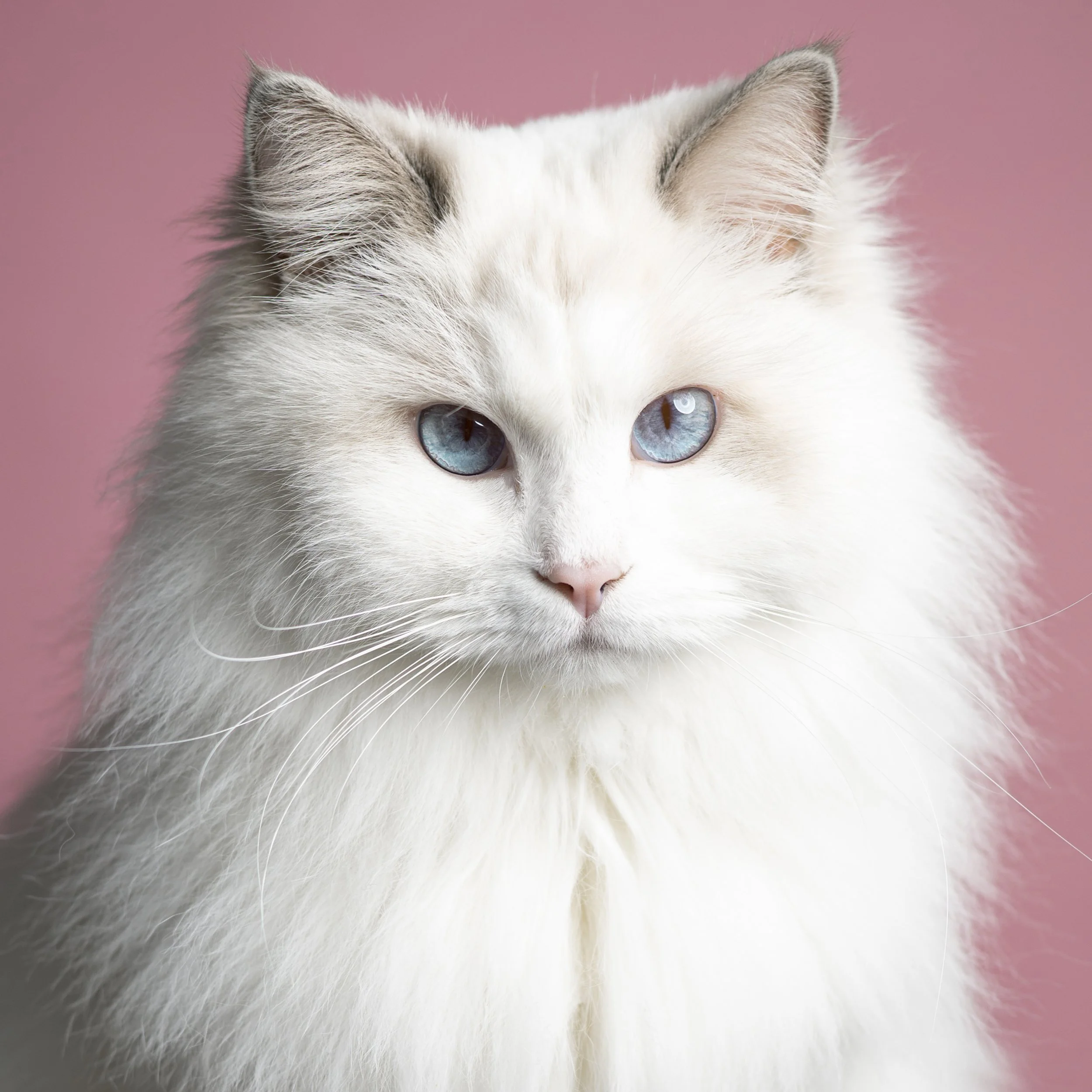 Close-up of a white long-haired cat with blue eyes against a pink background.