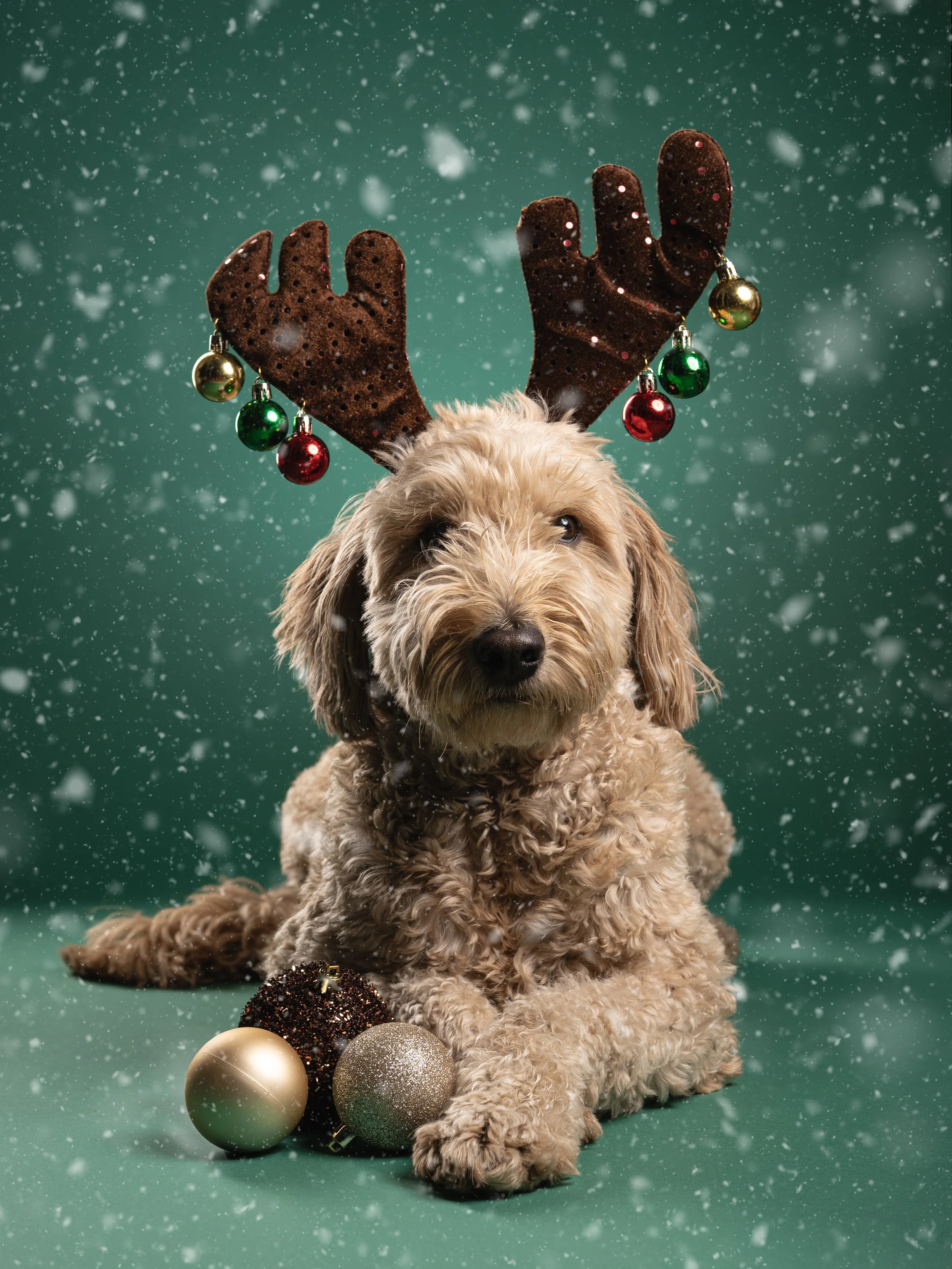 Zoey the goldendoodle dressed up as a reindeer