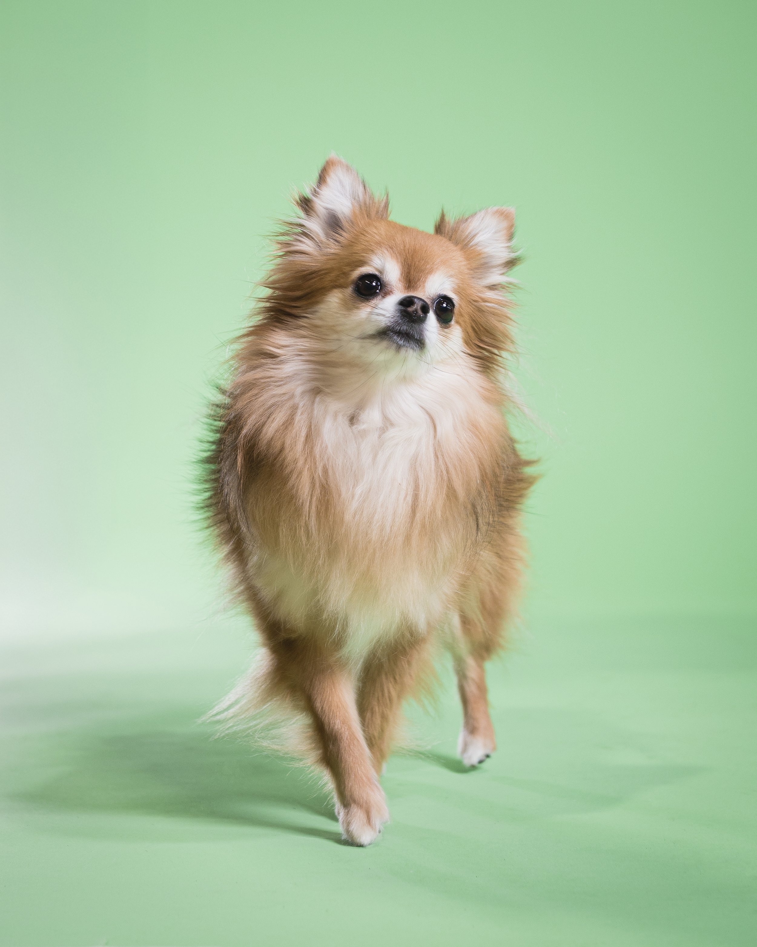 zoey-snaps-studio-portrait-chihuahua-walking.jpg