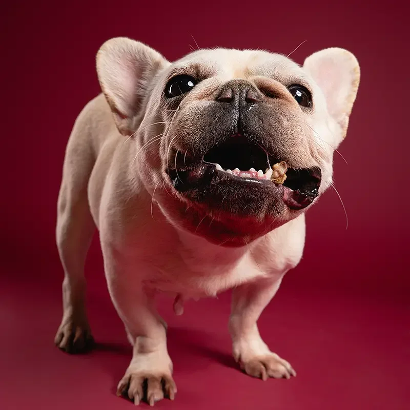 Close-up studio portrait of a smiling cream French Bulldog on a red background