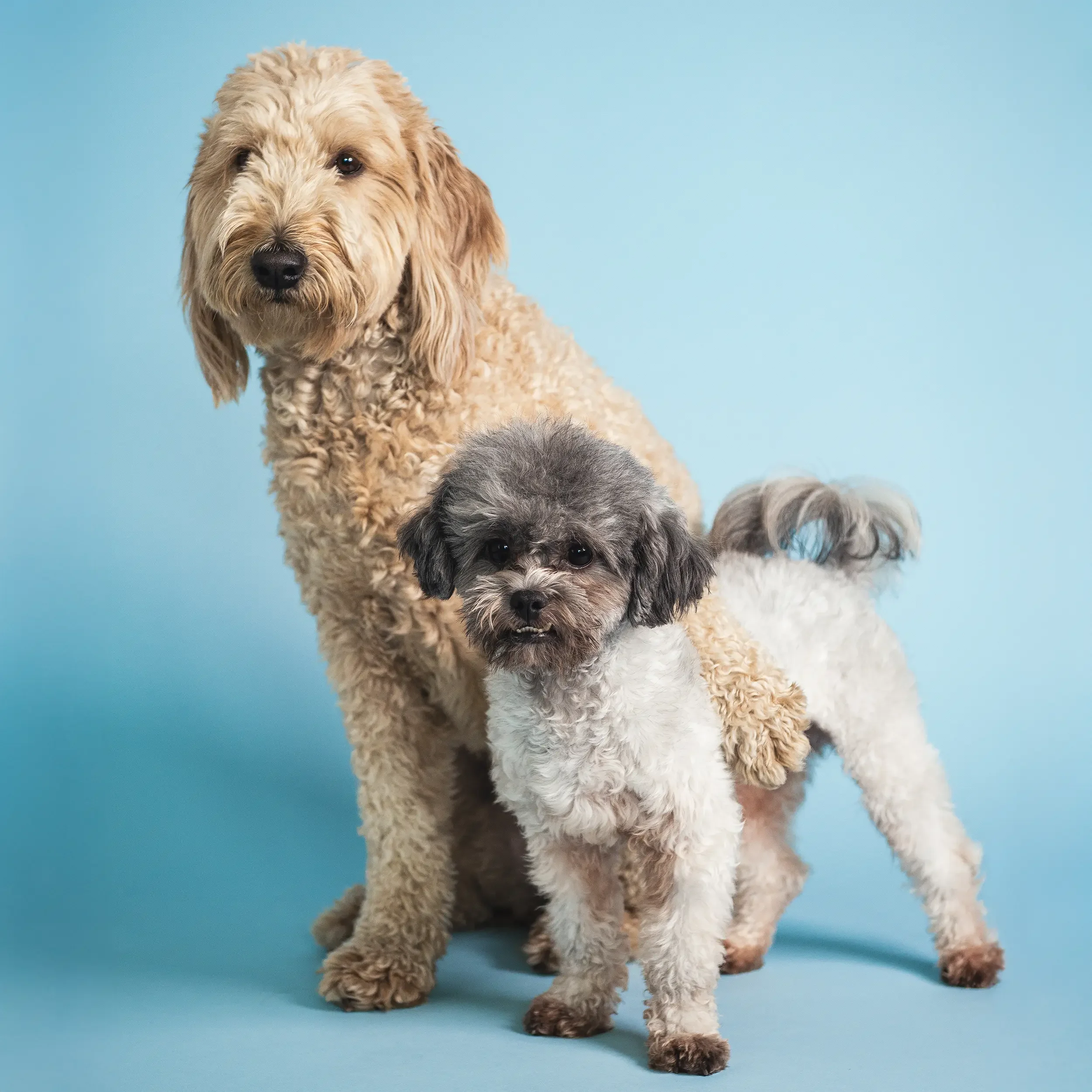 Two small dogs, one with a curly beige coat and the other with a black, gray, and white coat, against a light blue background.