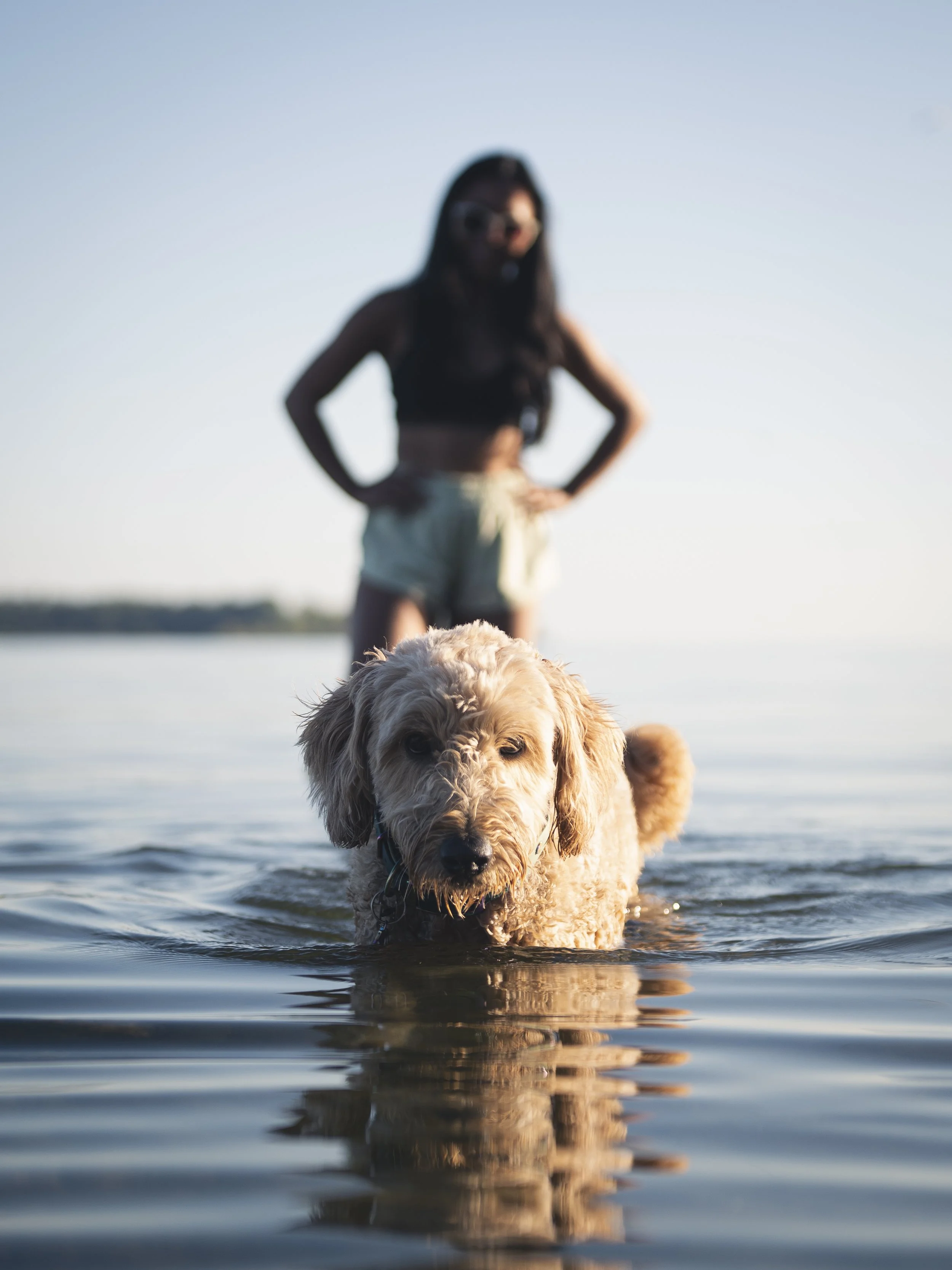 A goldendoodle dog standing in water at the lake with a woman in the background, wearing sunglasses and a black top, during sunset.