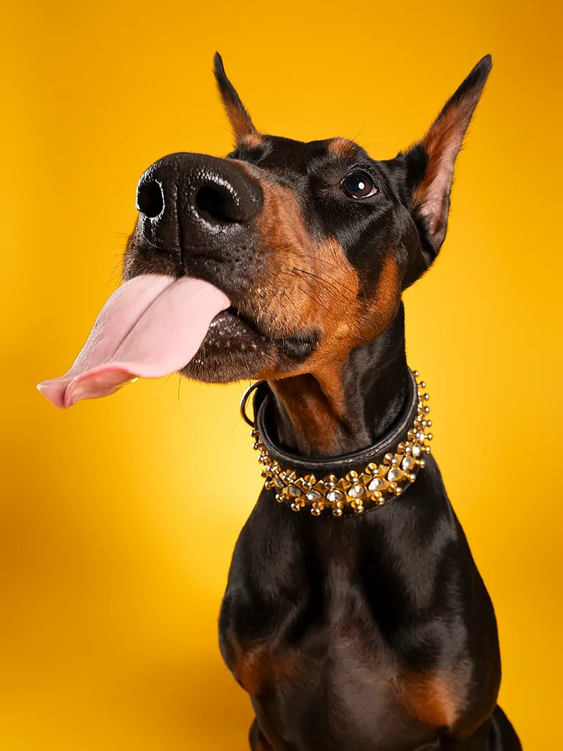 A Doberman dog with black and brown fur, wearing a gold and pearl-studded collar, sticking out its tongue against a yellow background.