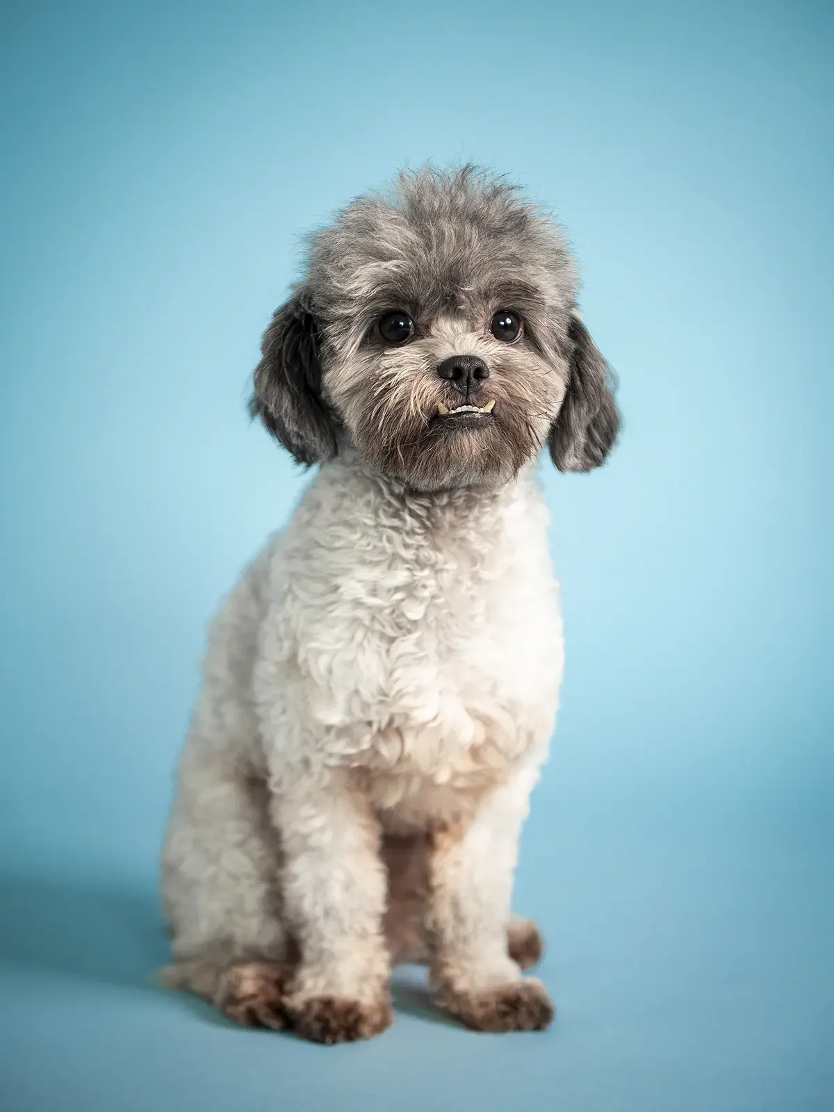 zoey-snaps-studio-portrait-shih-poo-sitting large.webp