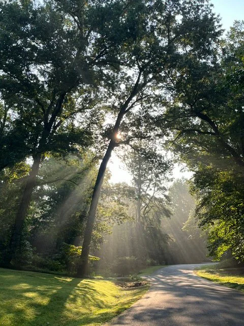 Tree lined street at Tripp Within, massage therapy studio in Chesterfield
