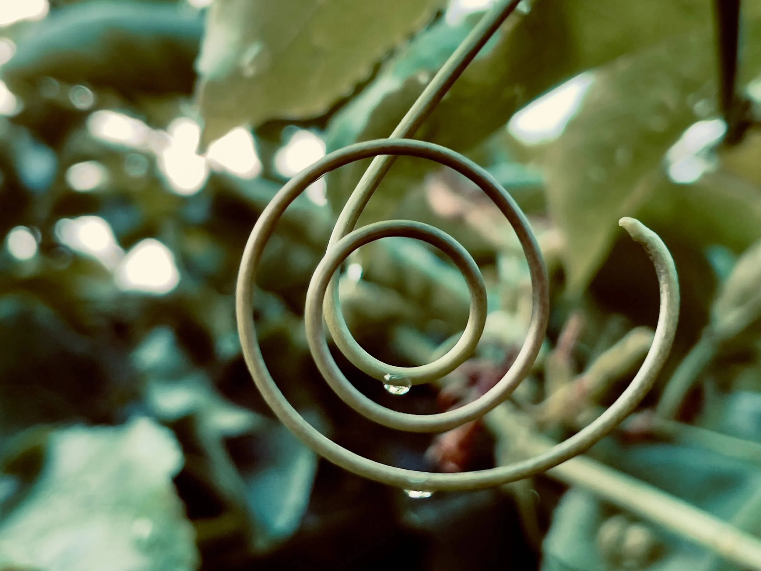 Vine spiral representing harmony and peace after massage