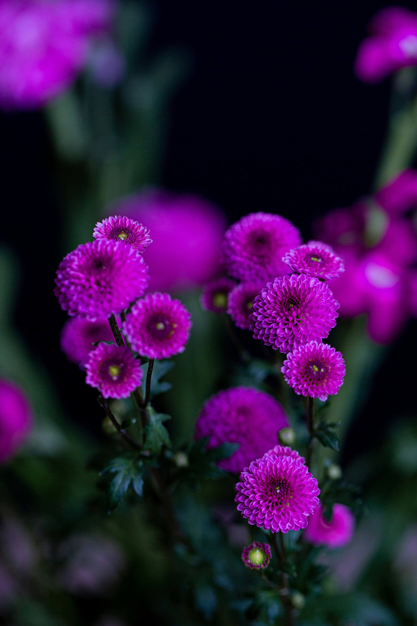 Close-up of vibrant pink and purple flowers representing massage therapy in Chesterfield, VA.
