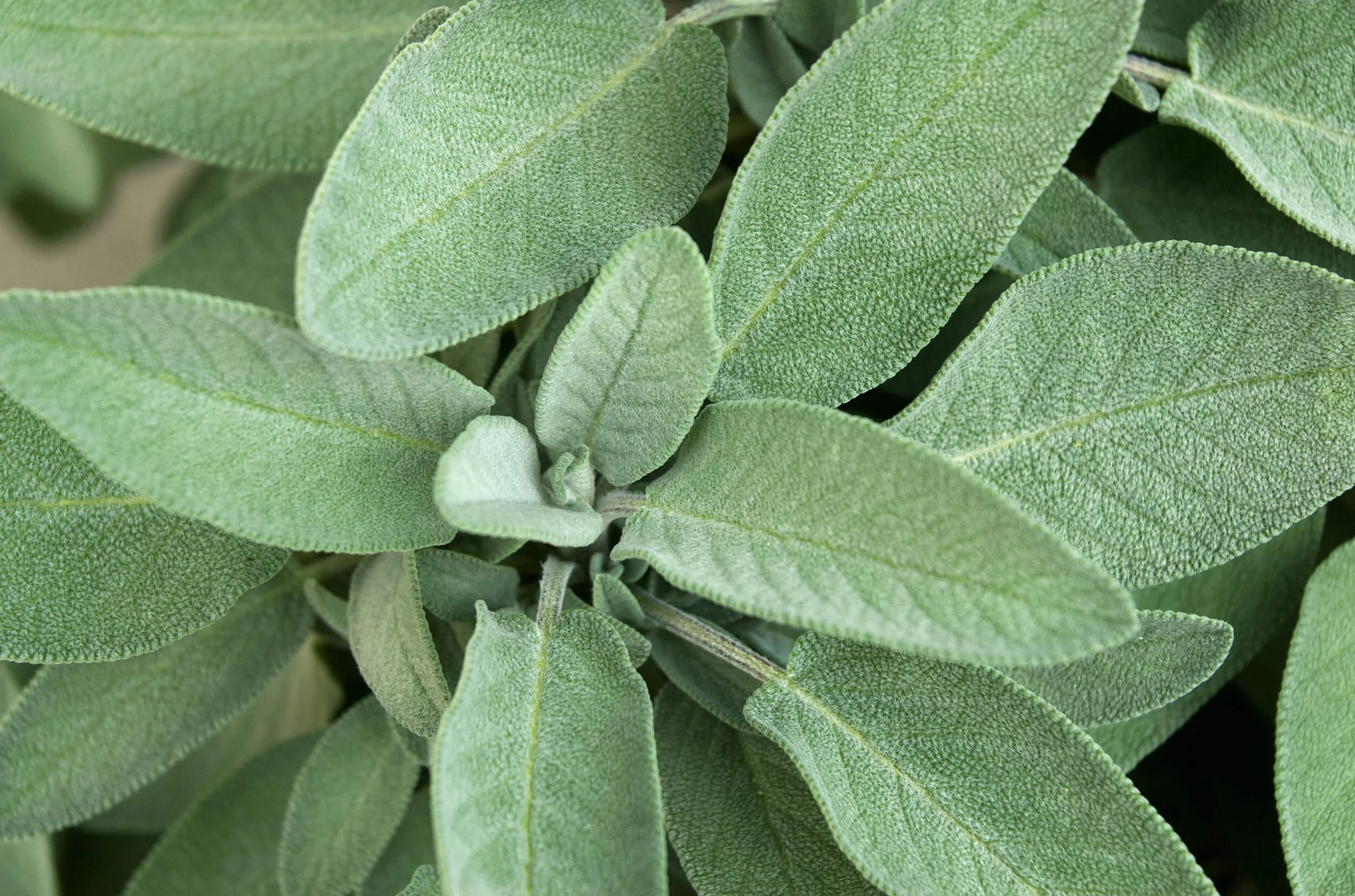 Close-up of green sage leaves with textured surface representing massage in Chesterfield, VA.